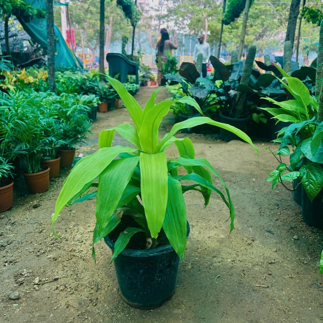 Dracaena Lime Light