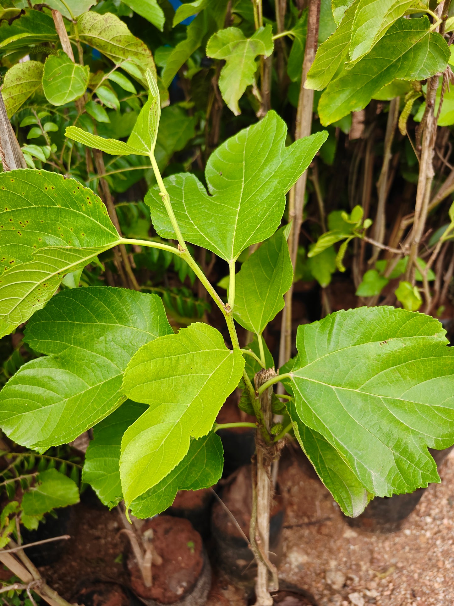 Mulberry Plant
