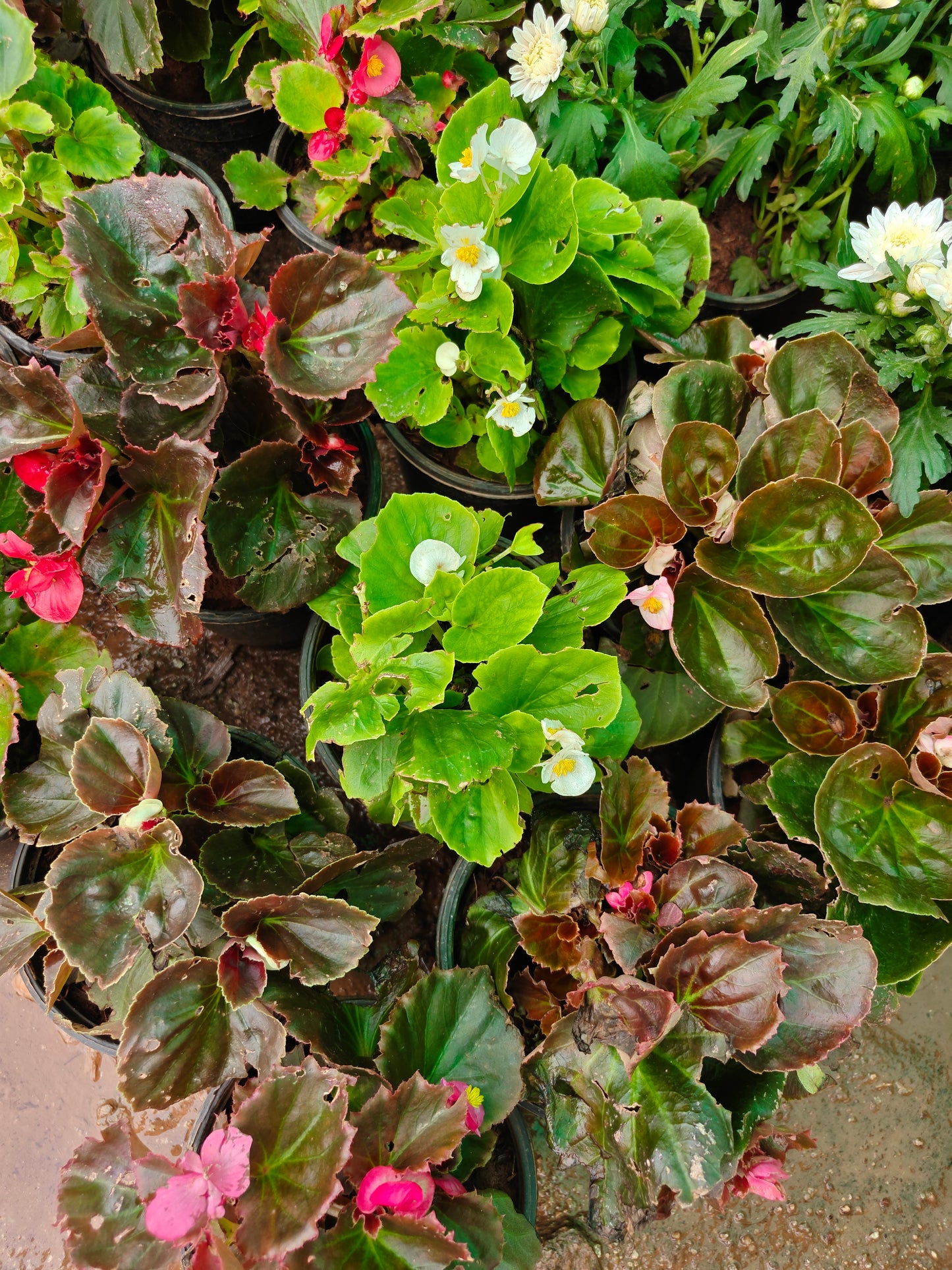 Begonia