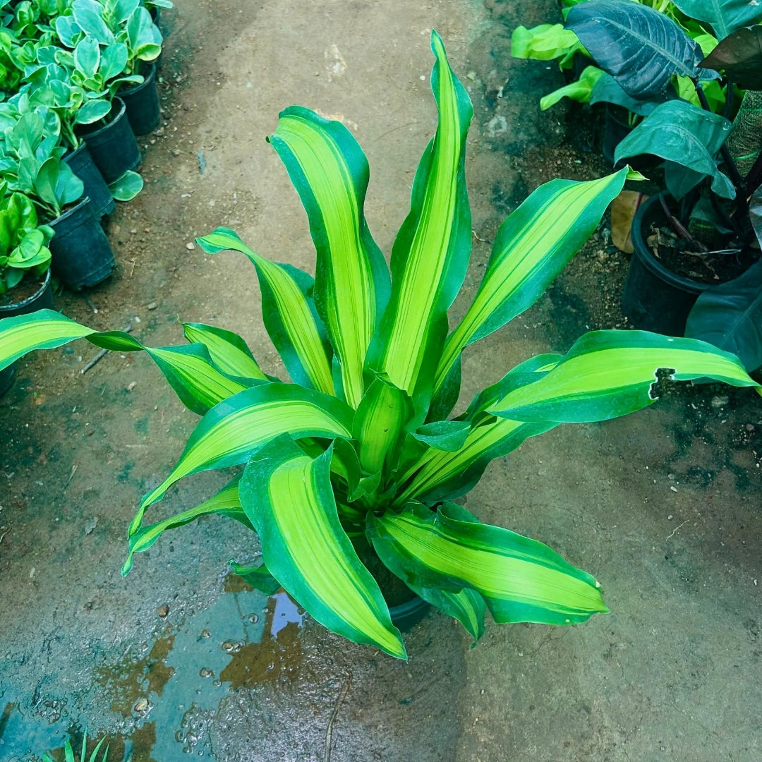 Dracaena Fragrans