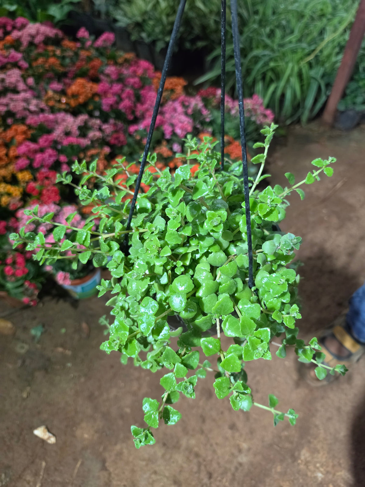 Jade Hangings