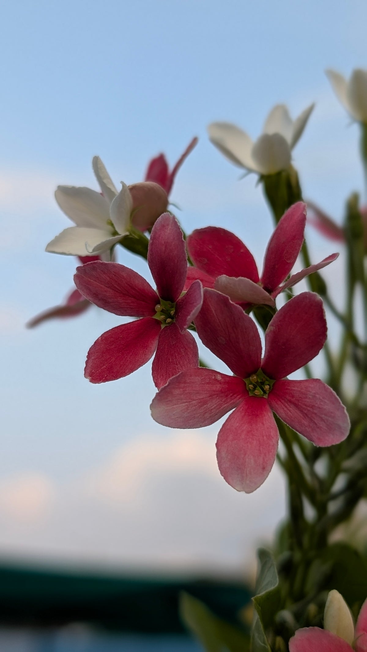 Radha manoharam (Rangoon creeper)