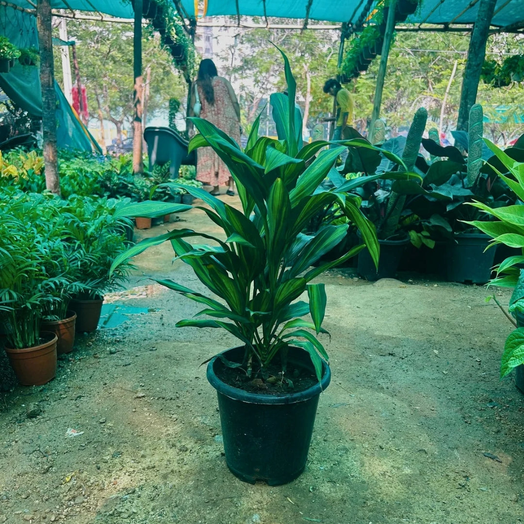 Dracaena Cordyline