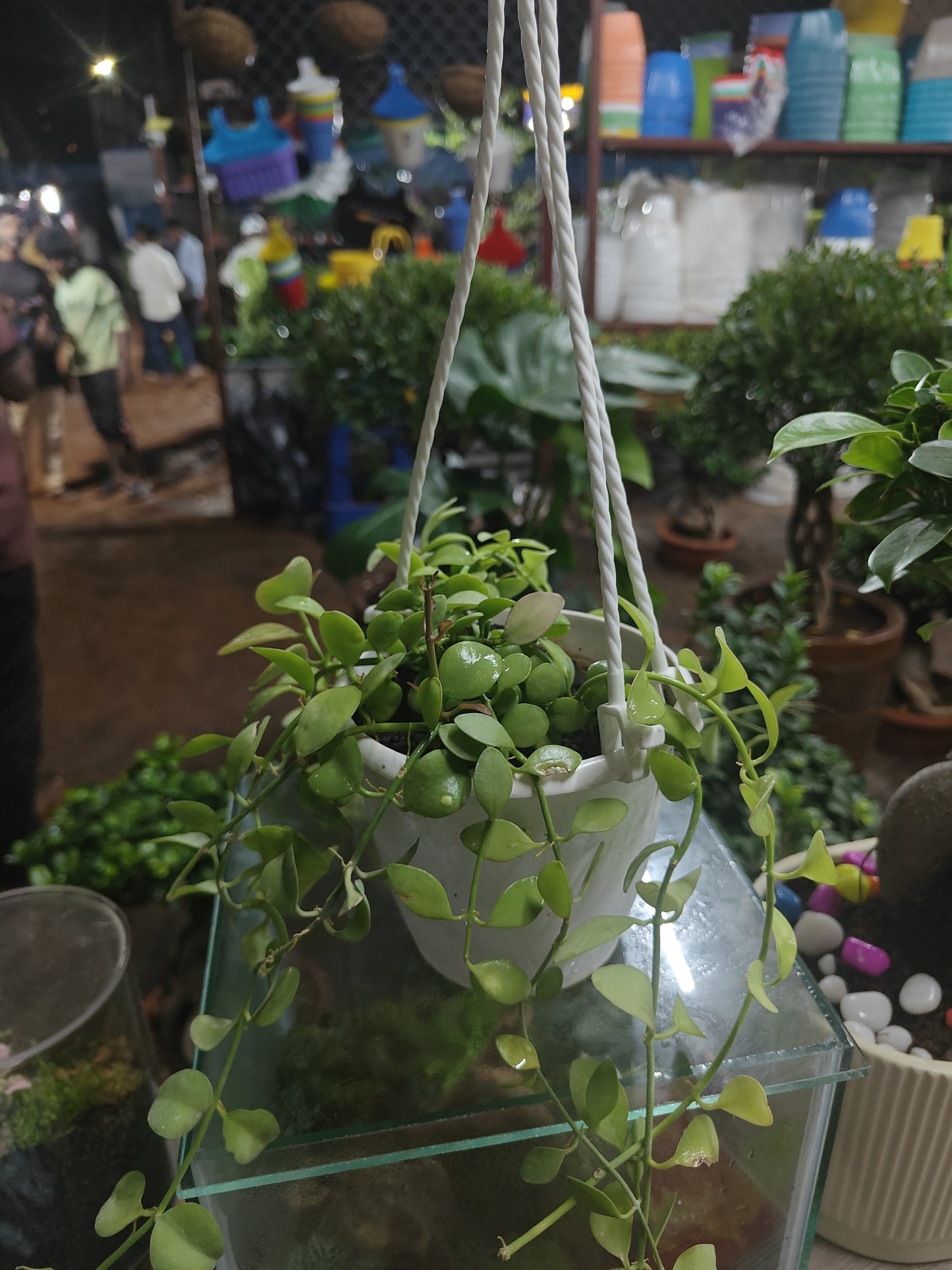 Dischdia hangings