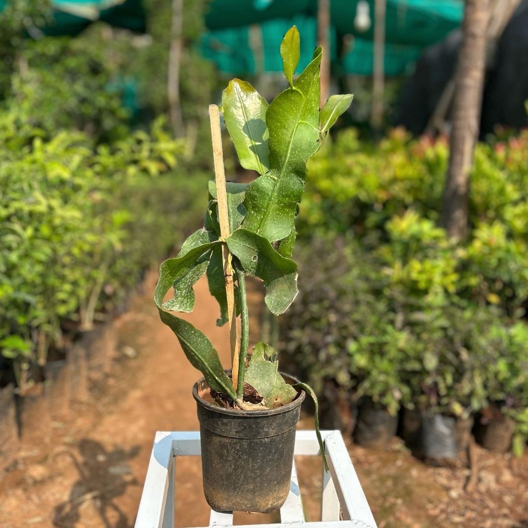 Brahmakamal ( White )