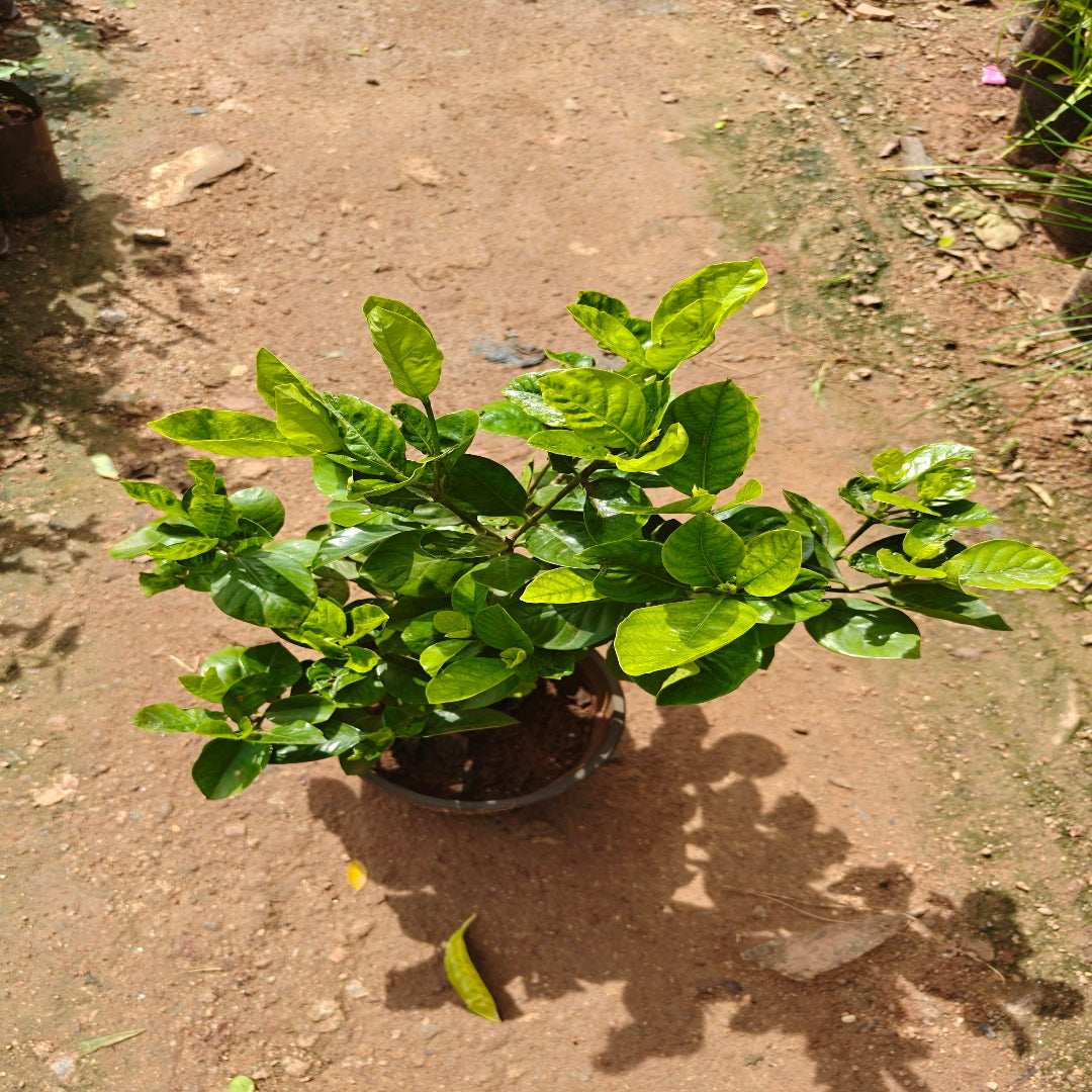 Govardhan Flower Plant ( Gardenia )