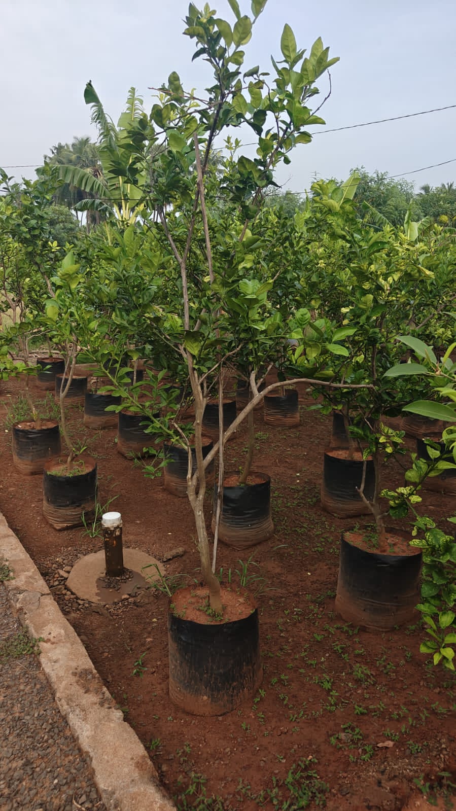 Mosambi ( Battai )