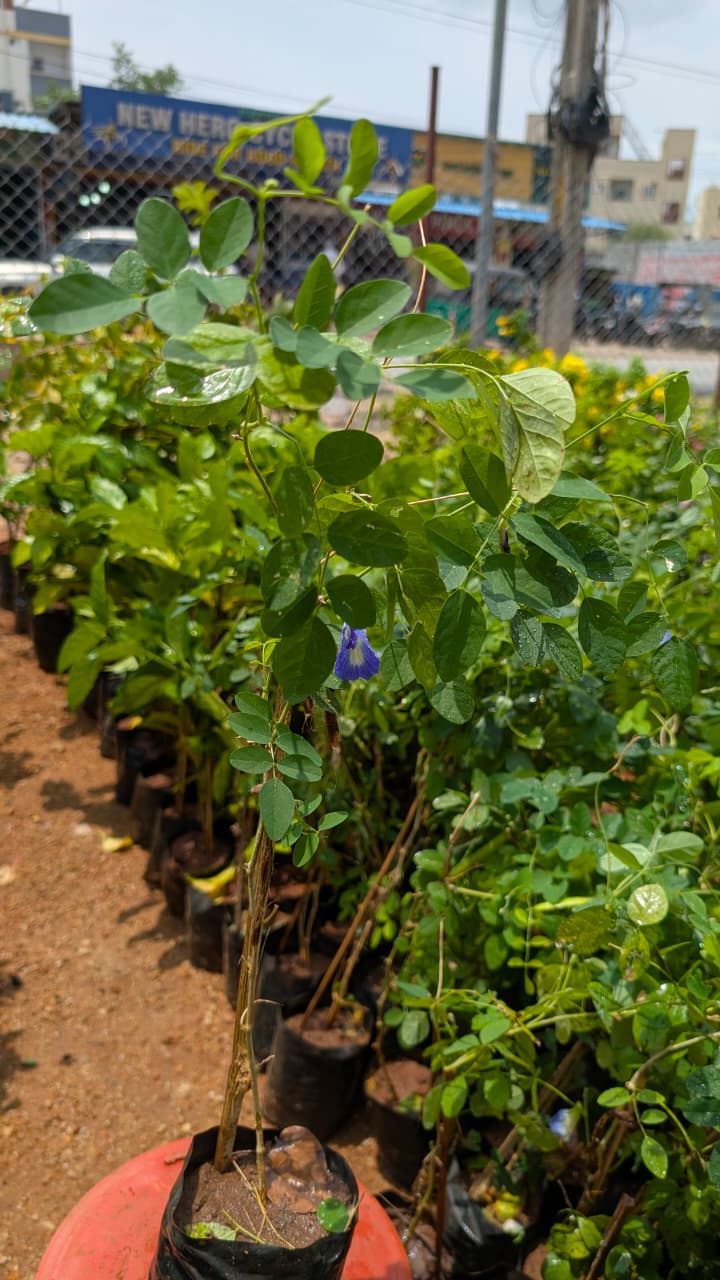 Shankampulu (Aparajita, Butterfly Pea)