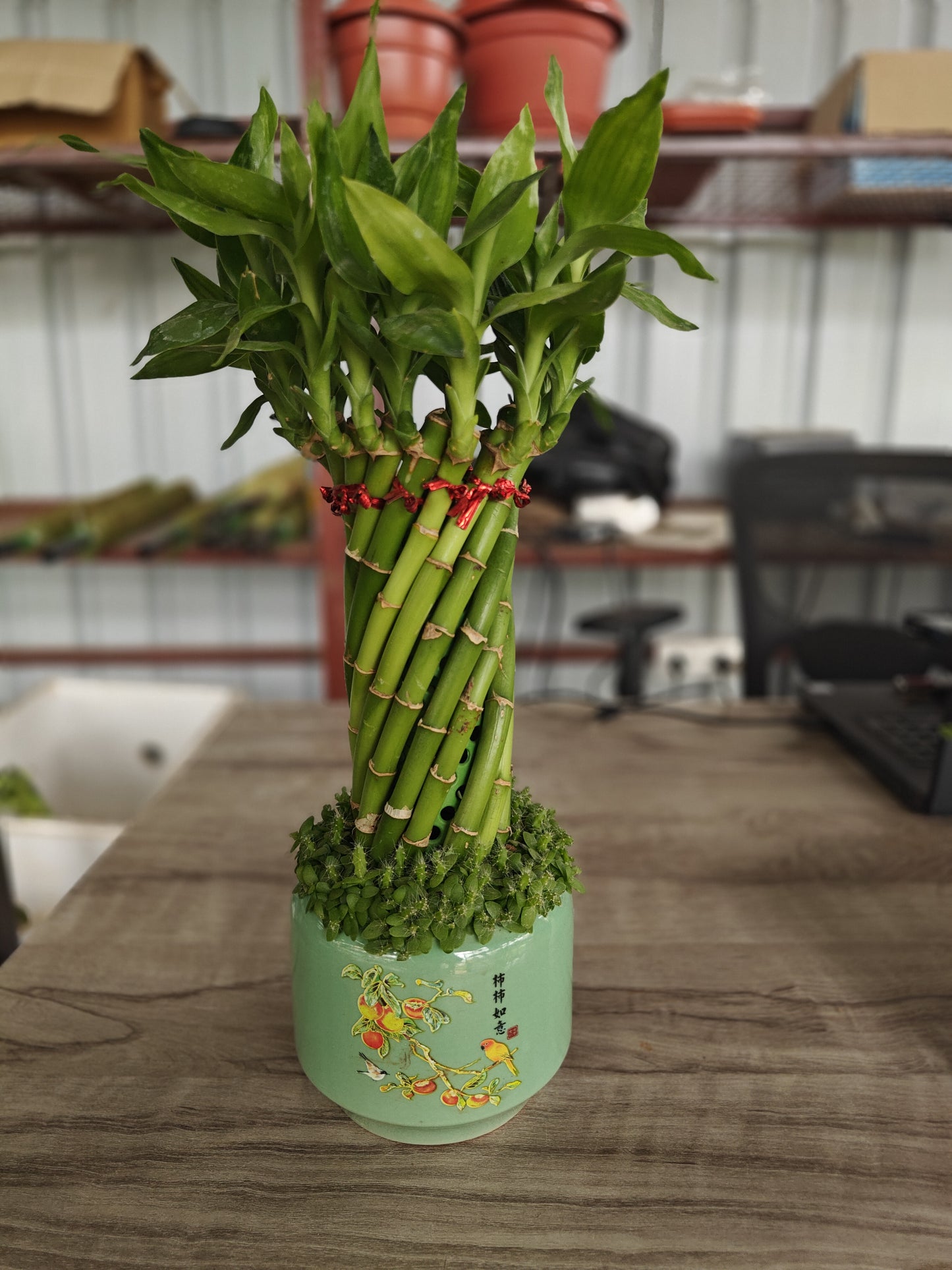 Lucky Bamboo spiral with Ceramic pot