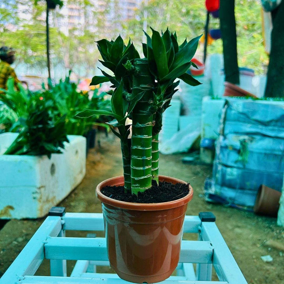 Lucky Bamboo