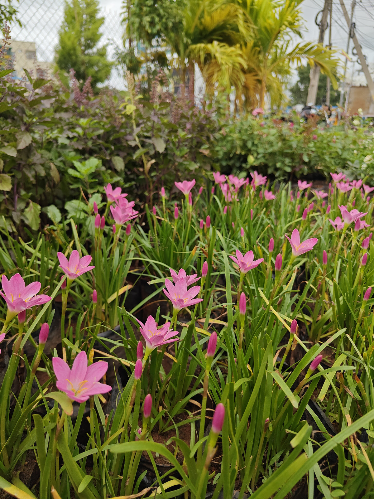 Rain Lilly any colour