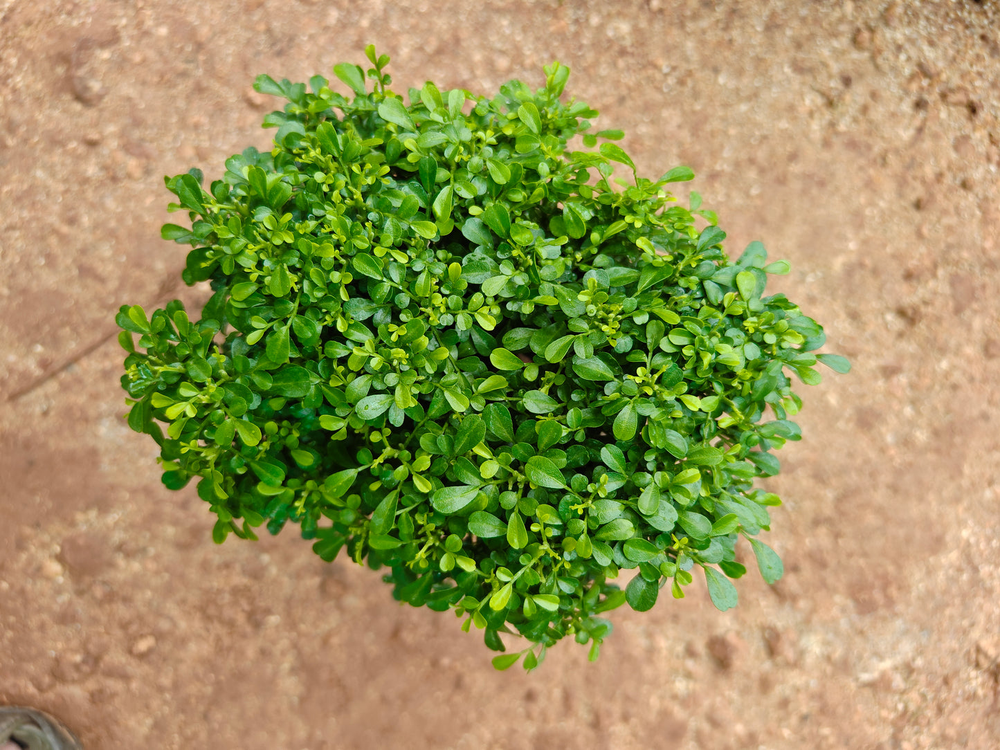 Madhukamini Dwarf