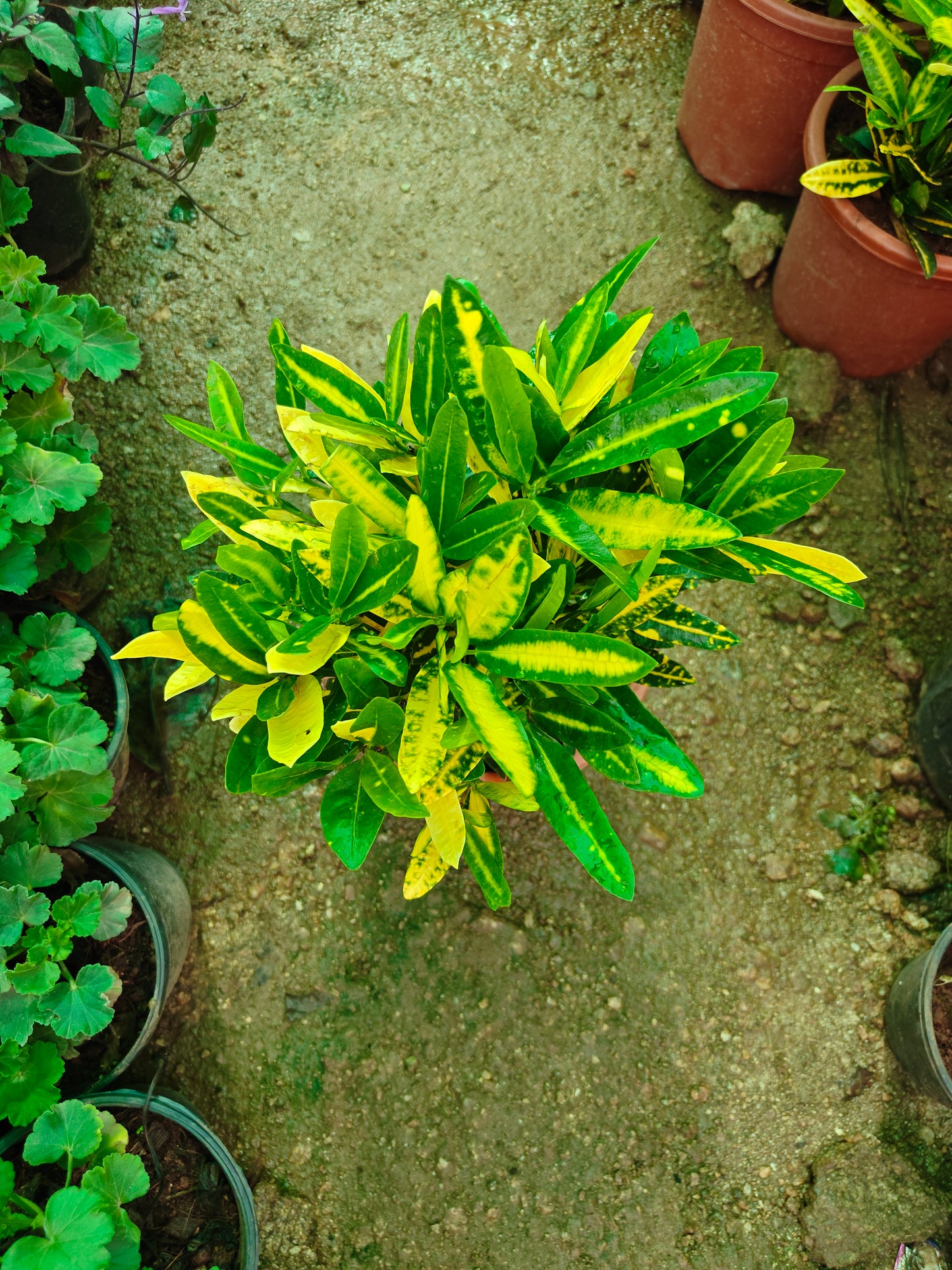 Laxmi Croton
