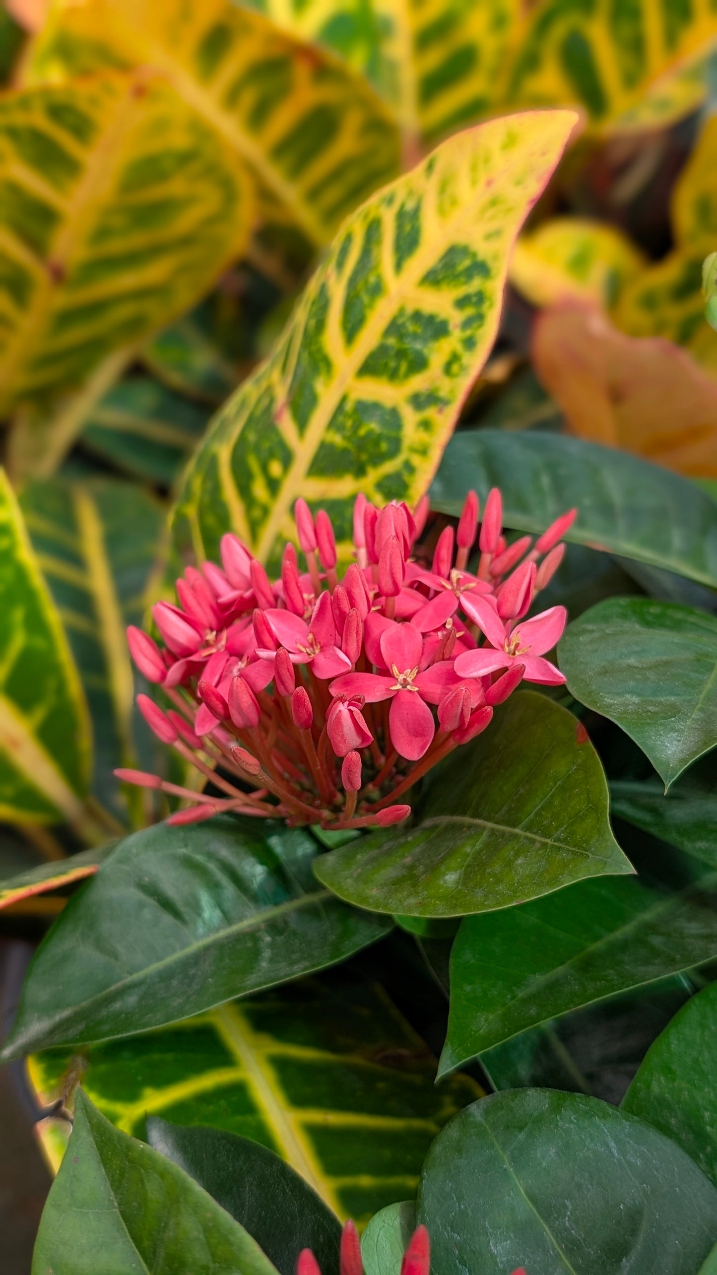 Ixora