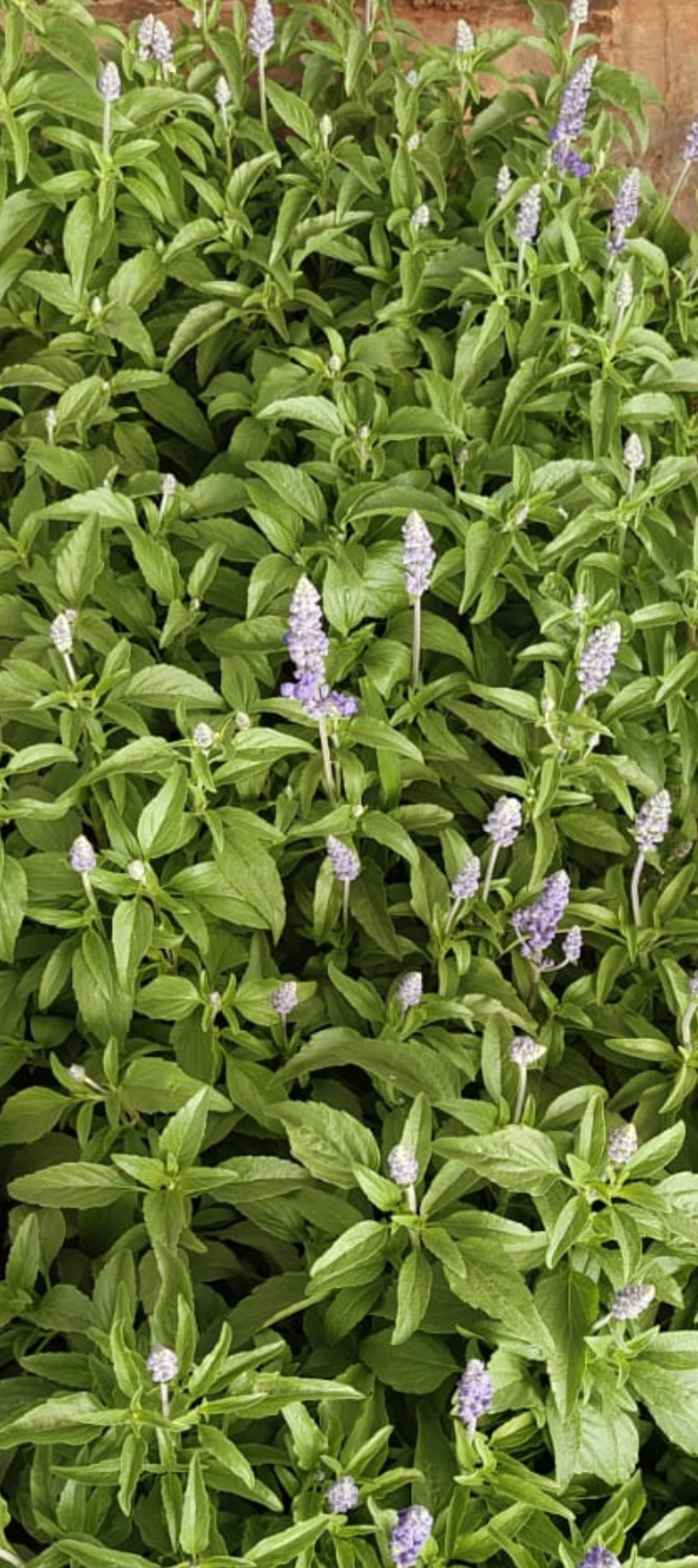Salvia