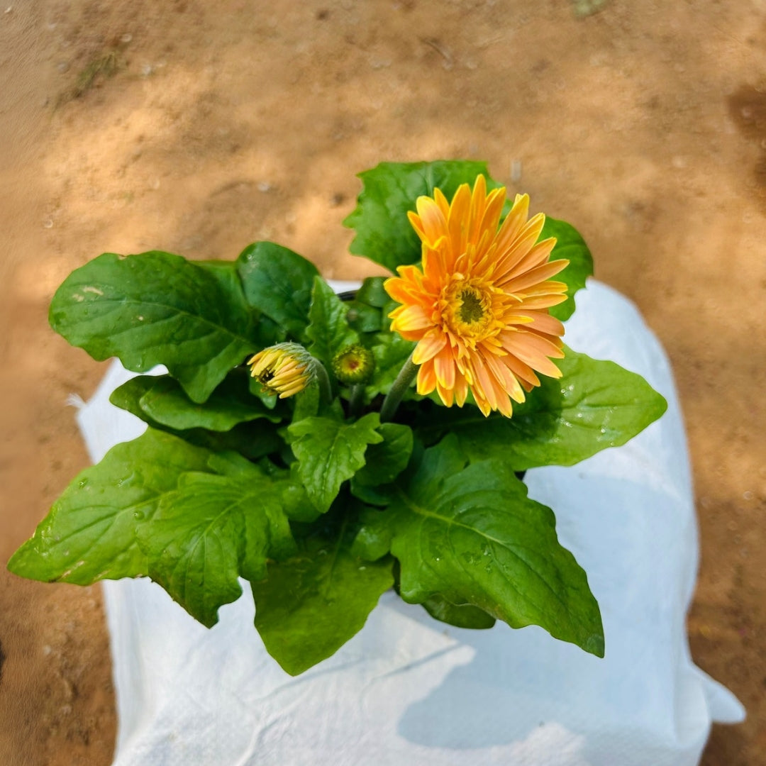 Gerbera