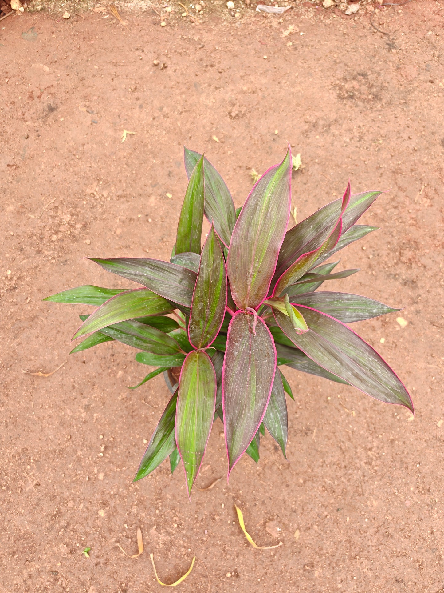 Dracena long narrow leaf