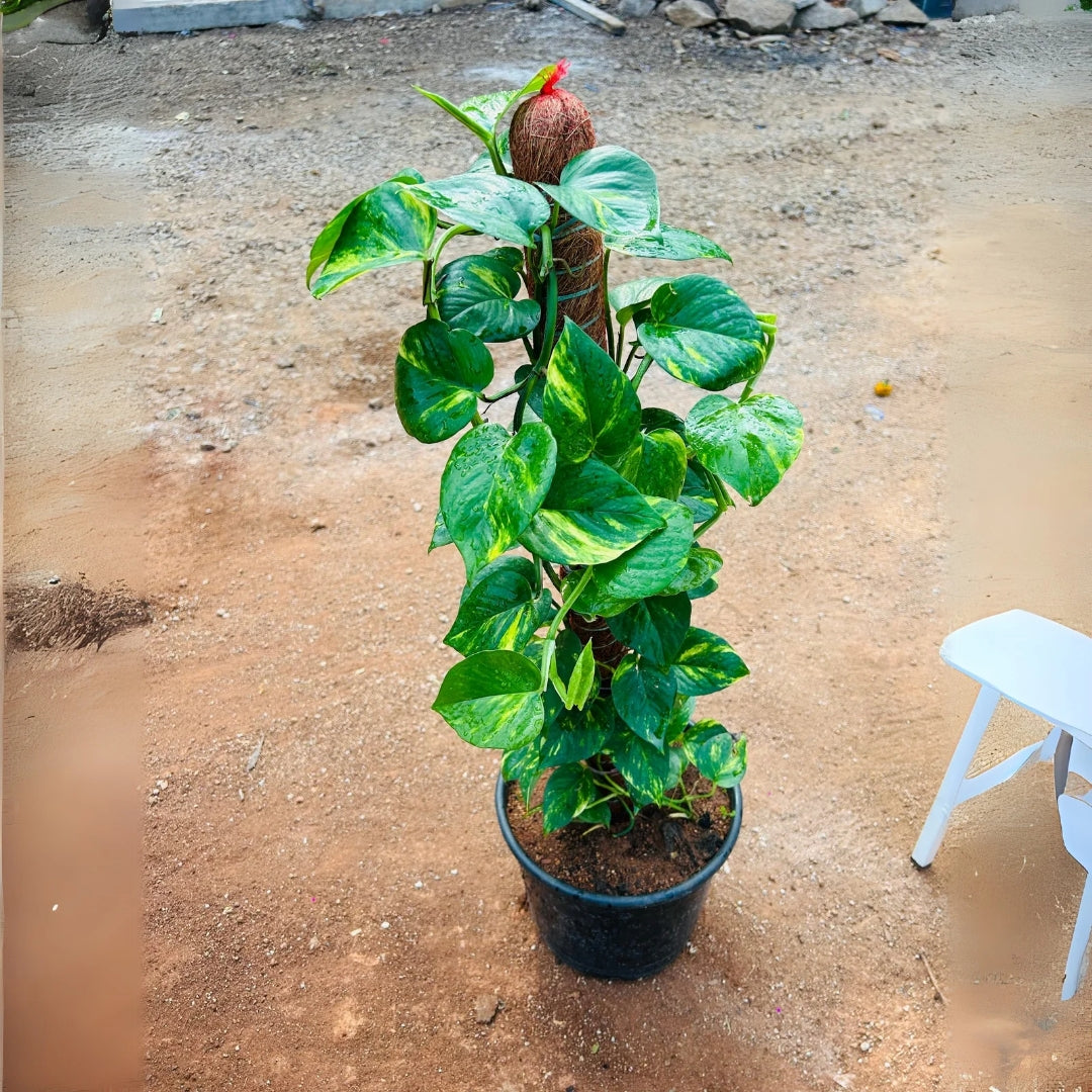 Money Plant with Mosstick