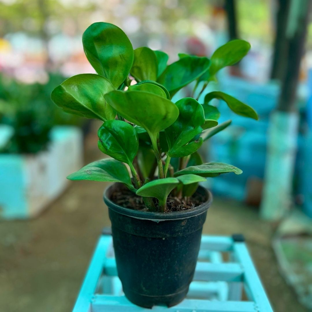 Peperomia