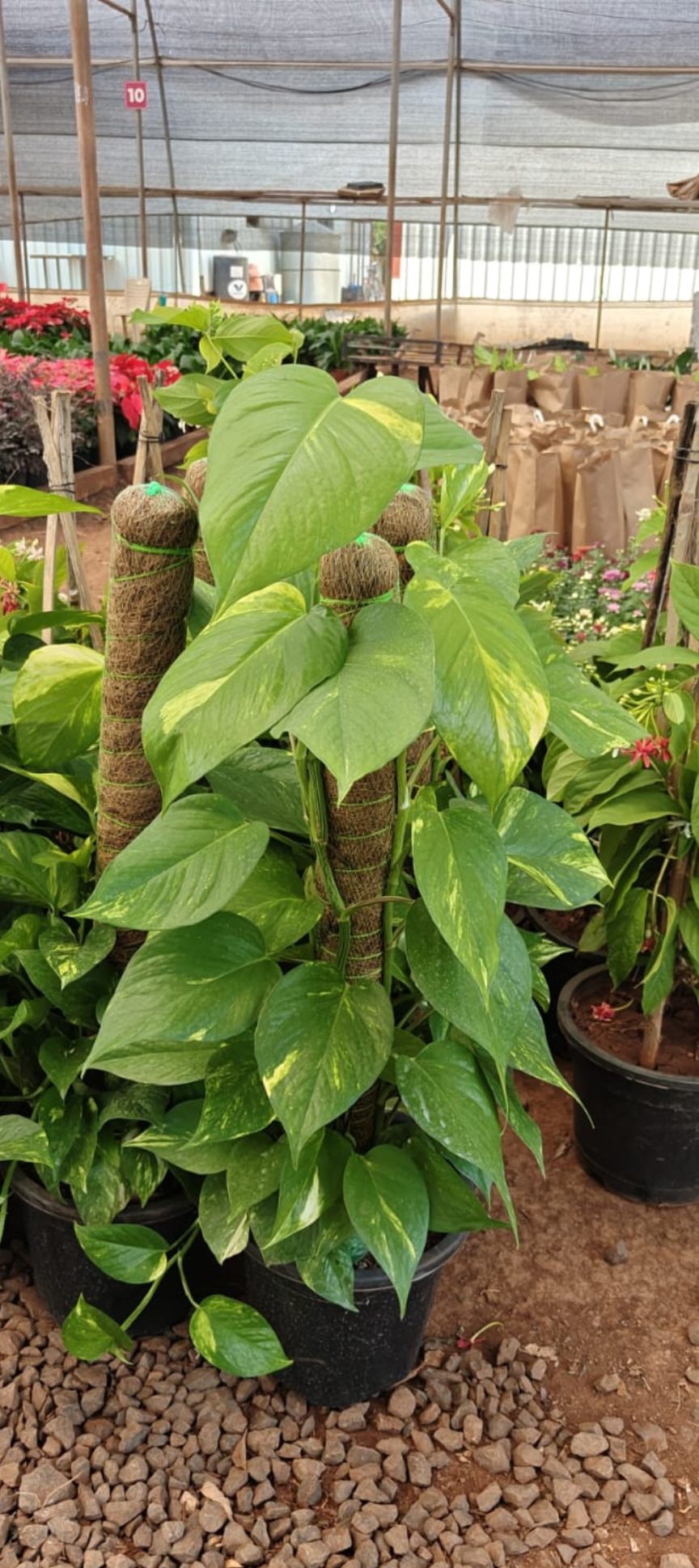 Money Plant Board Leaf Moss Stick