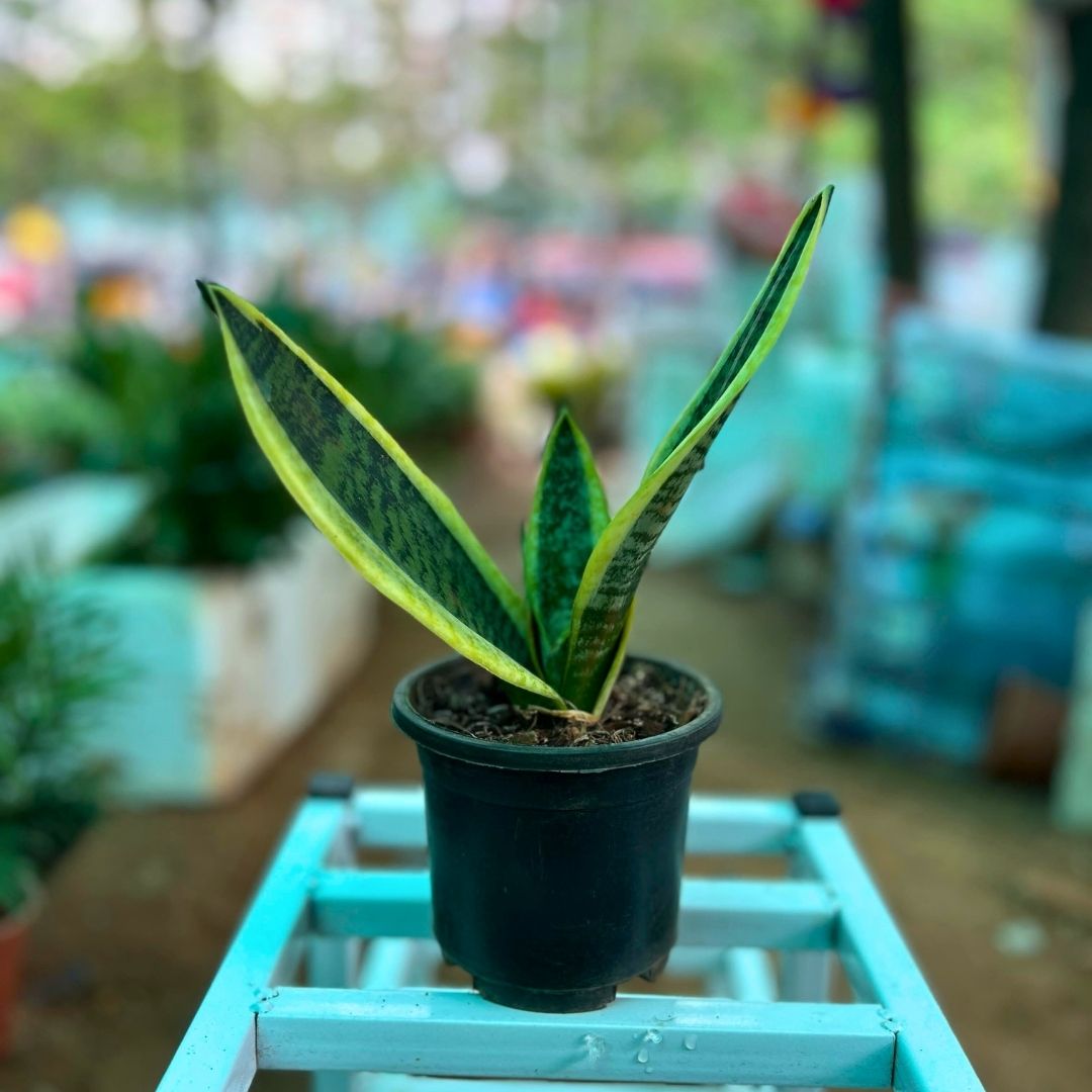 Snake Plant ( Sansevieria trifasciata 'Laurentii' )