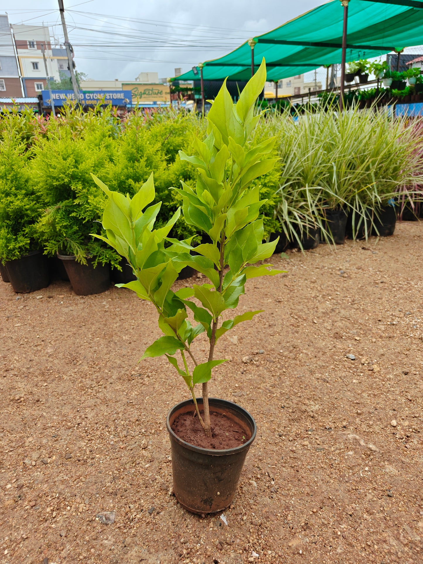 Parijatham Dwarf