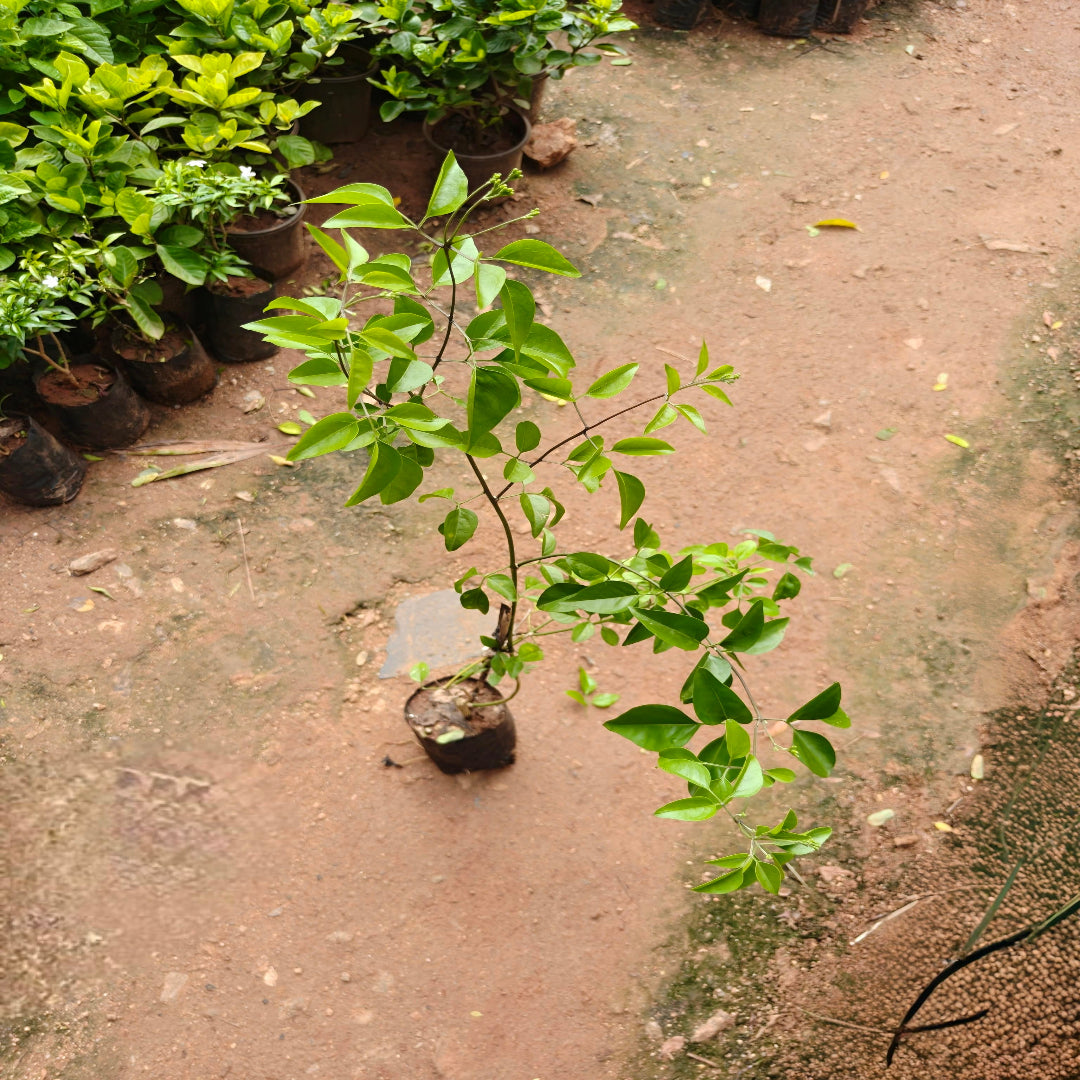Sannajaji Creeper plant