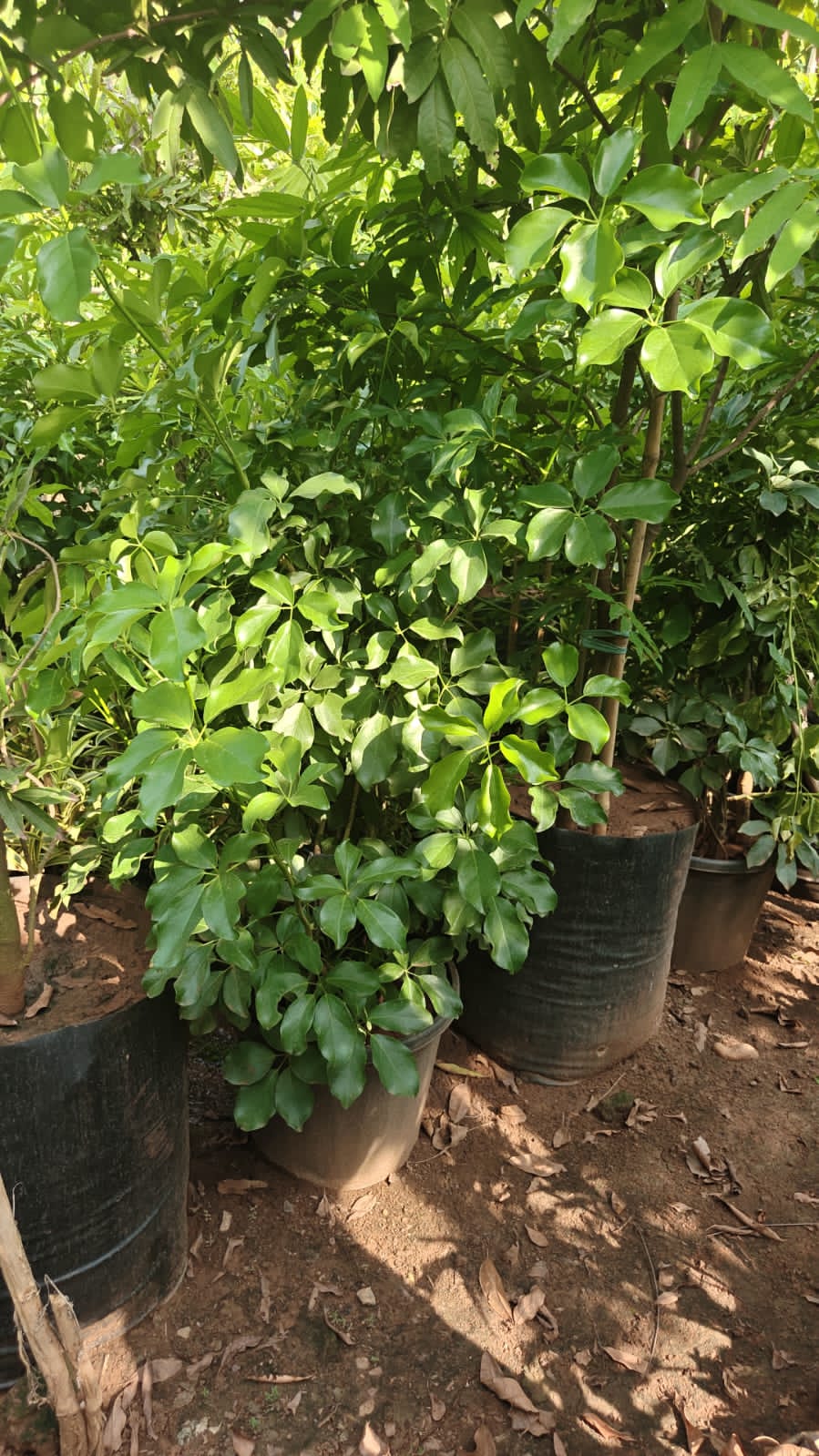 Schefler plant