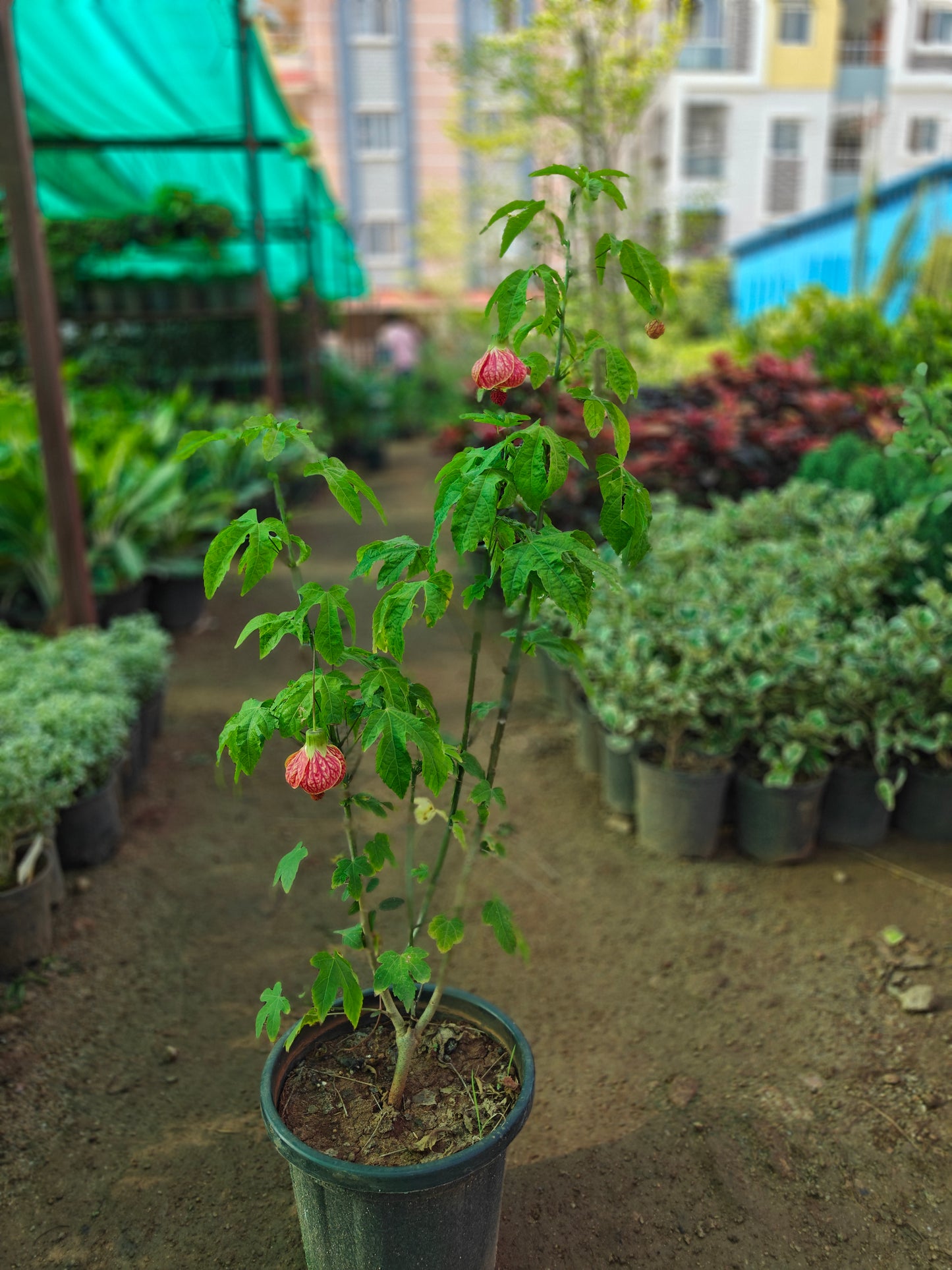 Ganta Mandara (lantern Hibiscus)