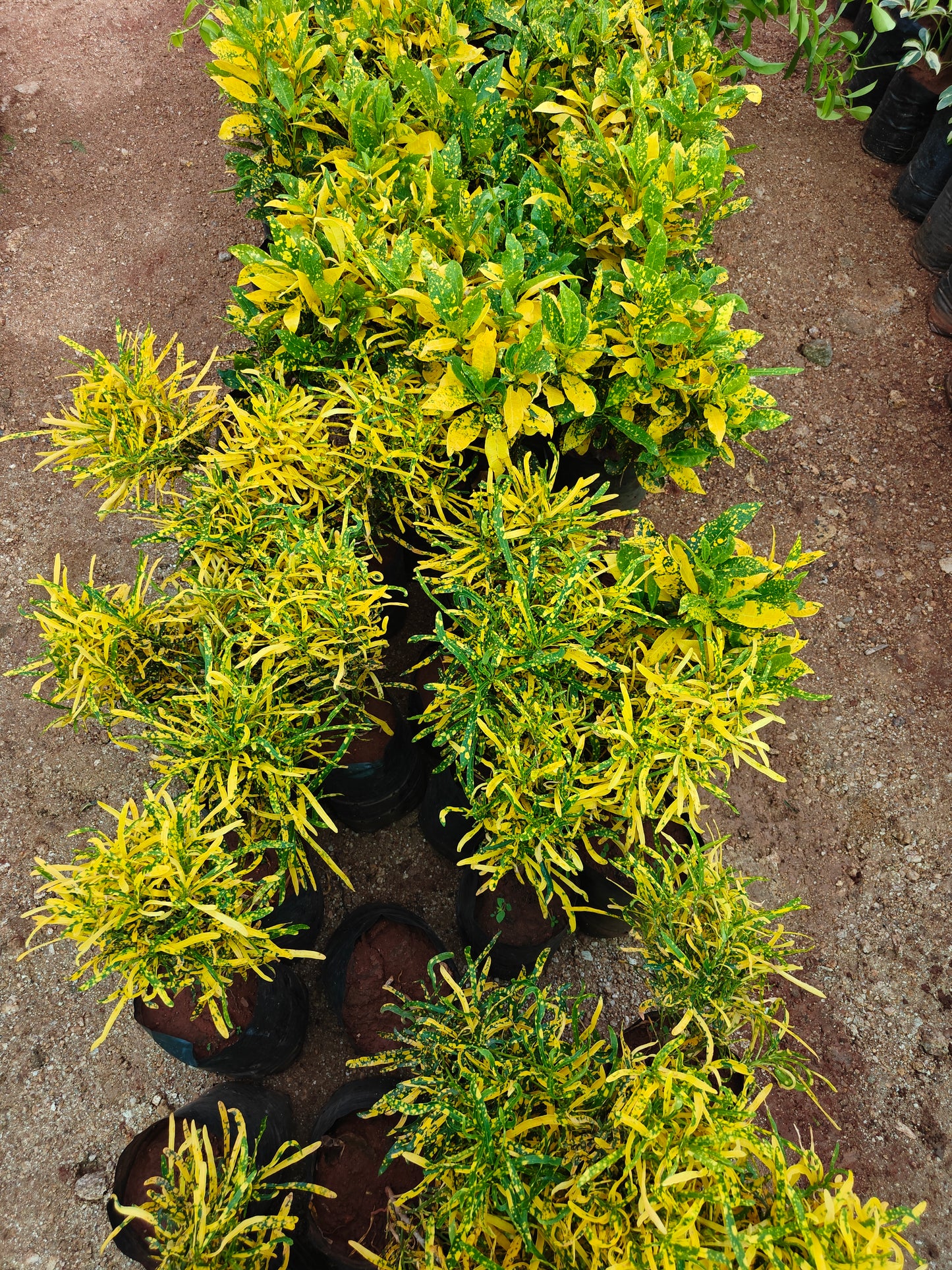 Yellow Croton