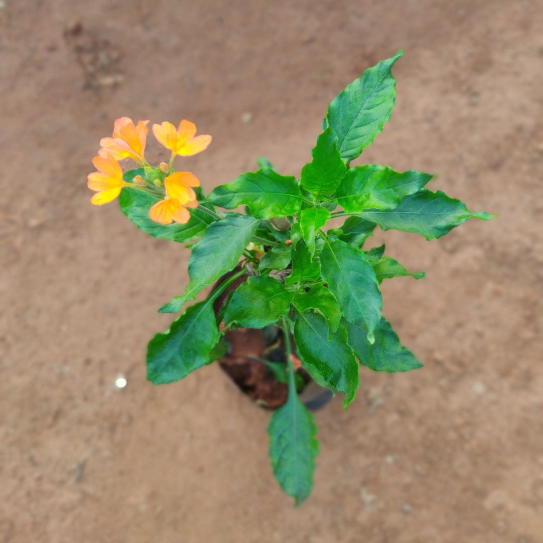 Kanakambaram ( Natu )