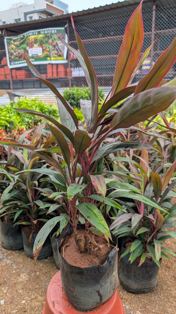 Dracena Mahatma