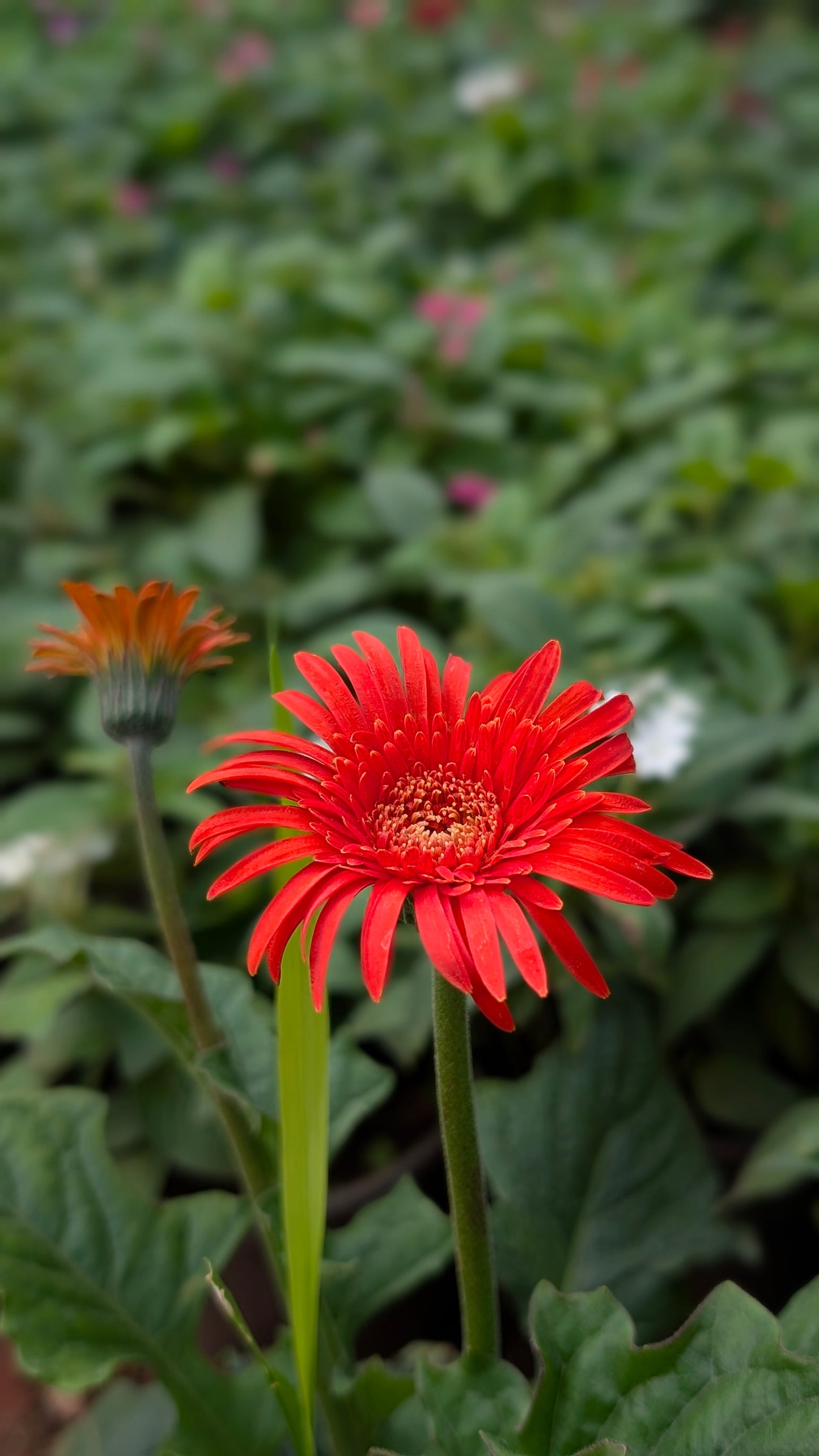 Gerbera any colour