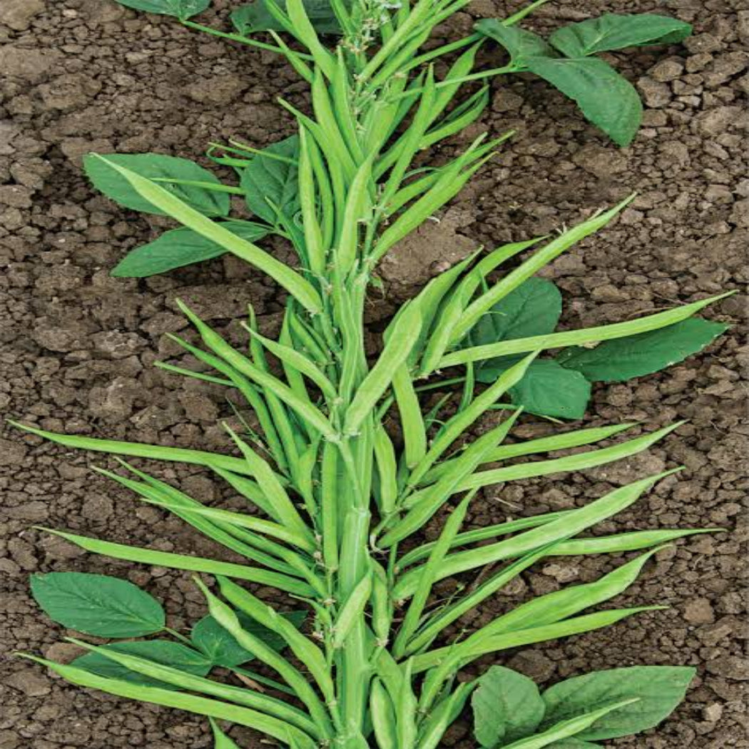 Cluster Beans Seeds ( Malini TS-51 Variety )