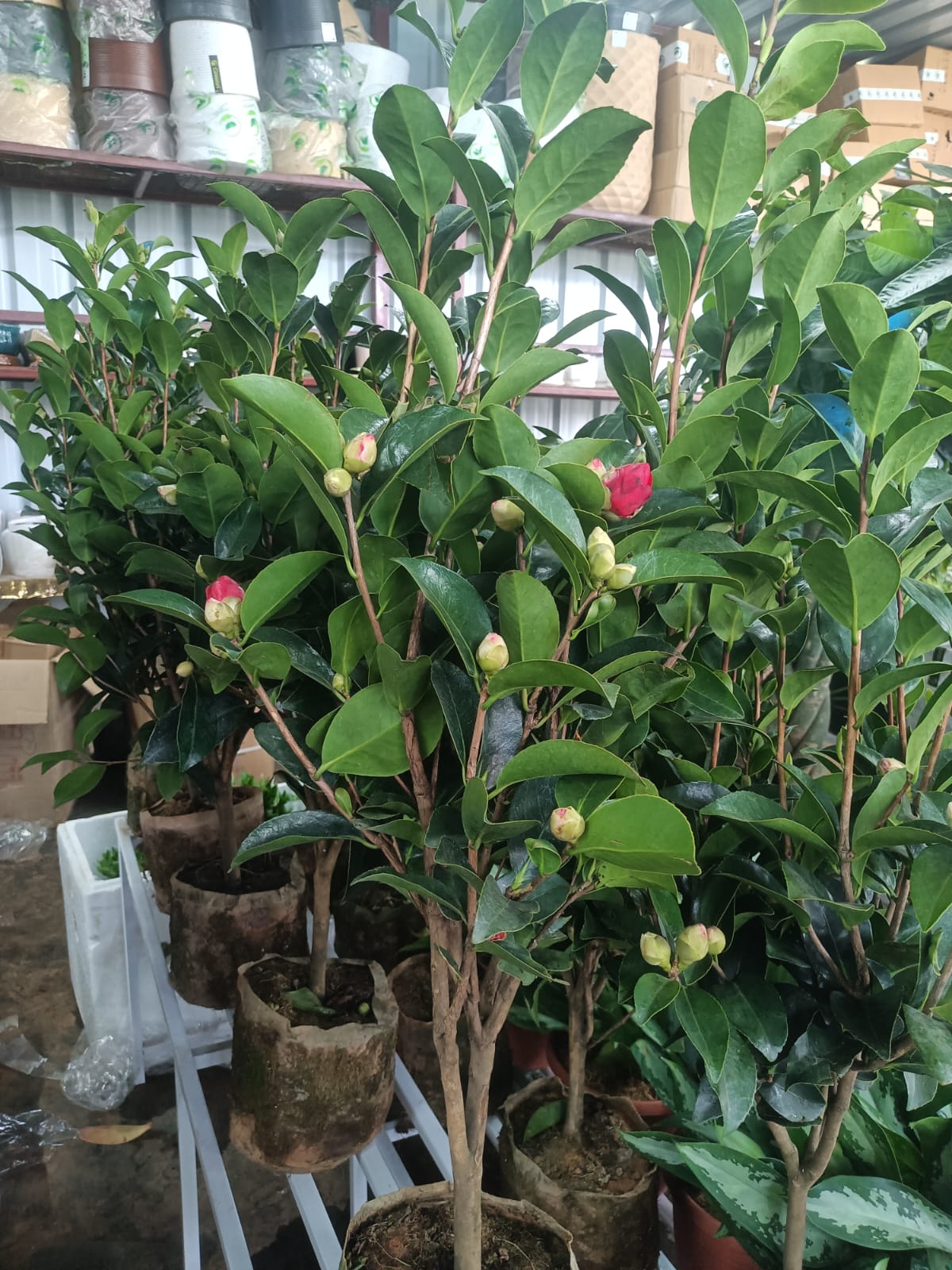Camelia