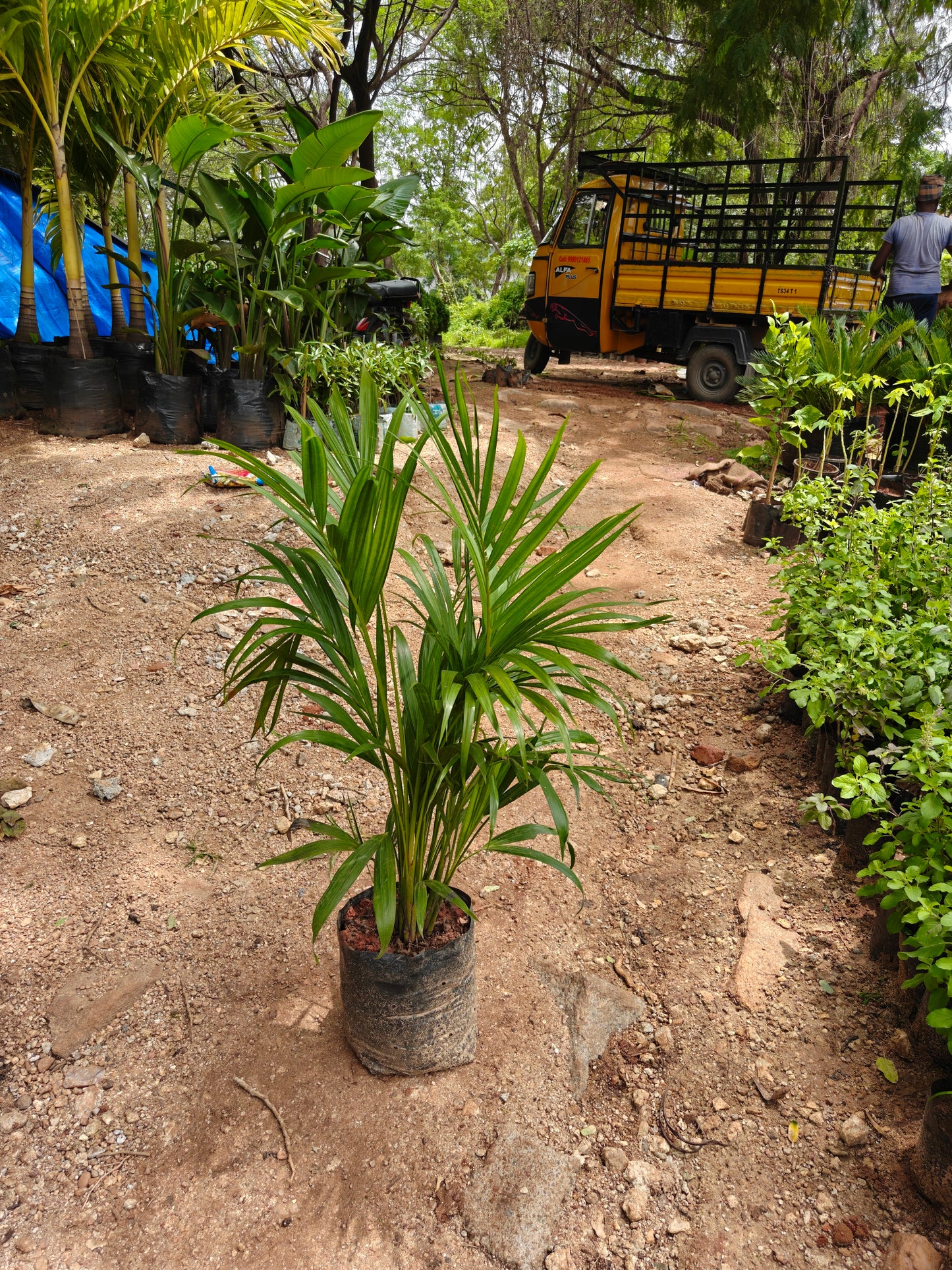 Areca Palm