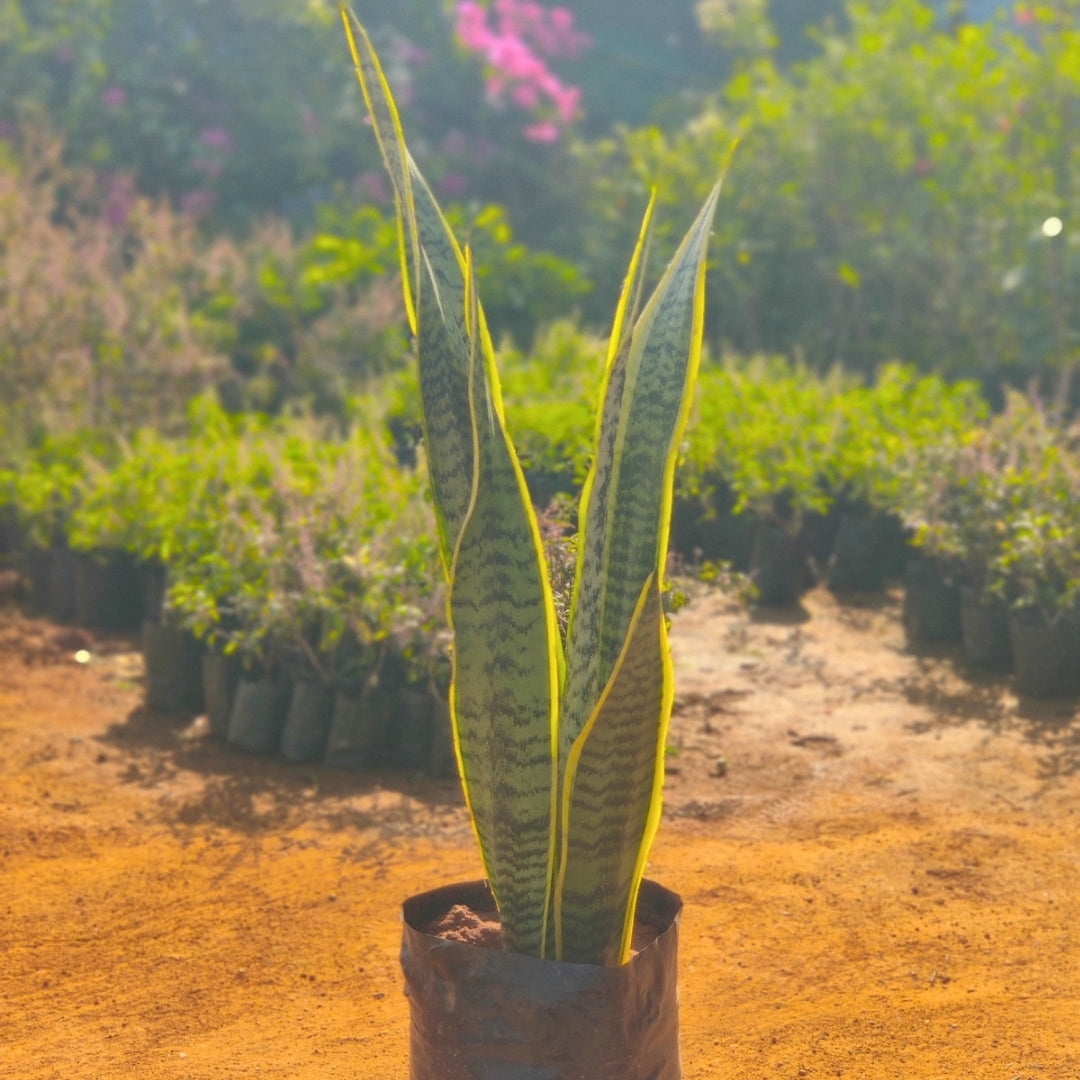 Snake Plant