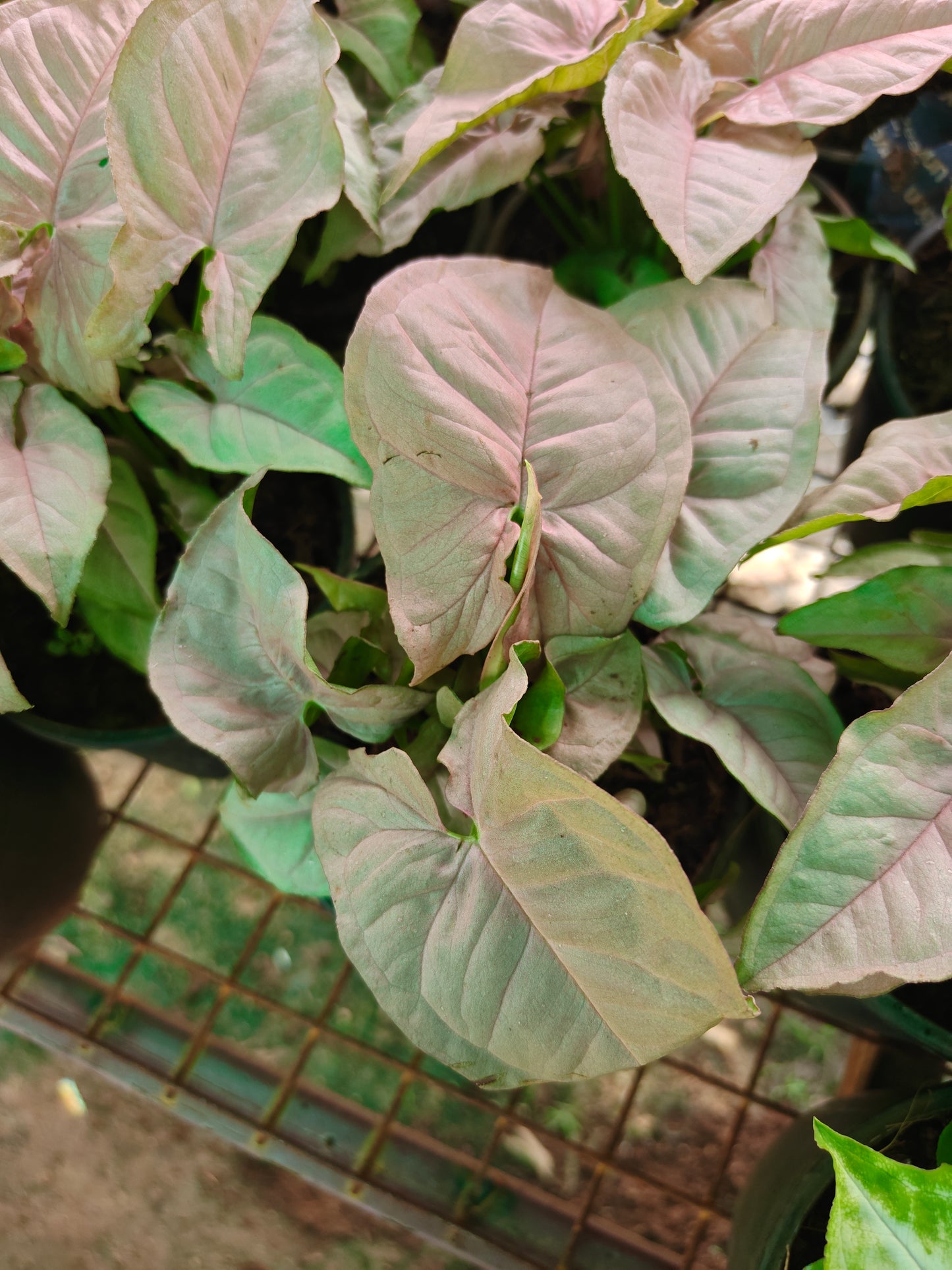 Syngonium varieties
