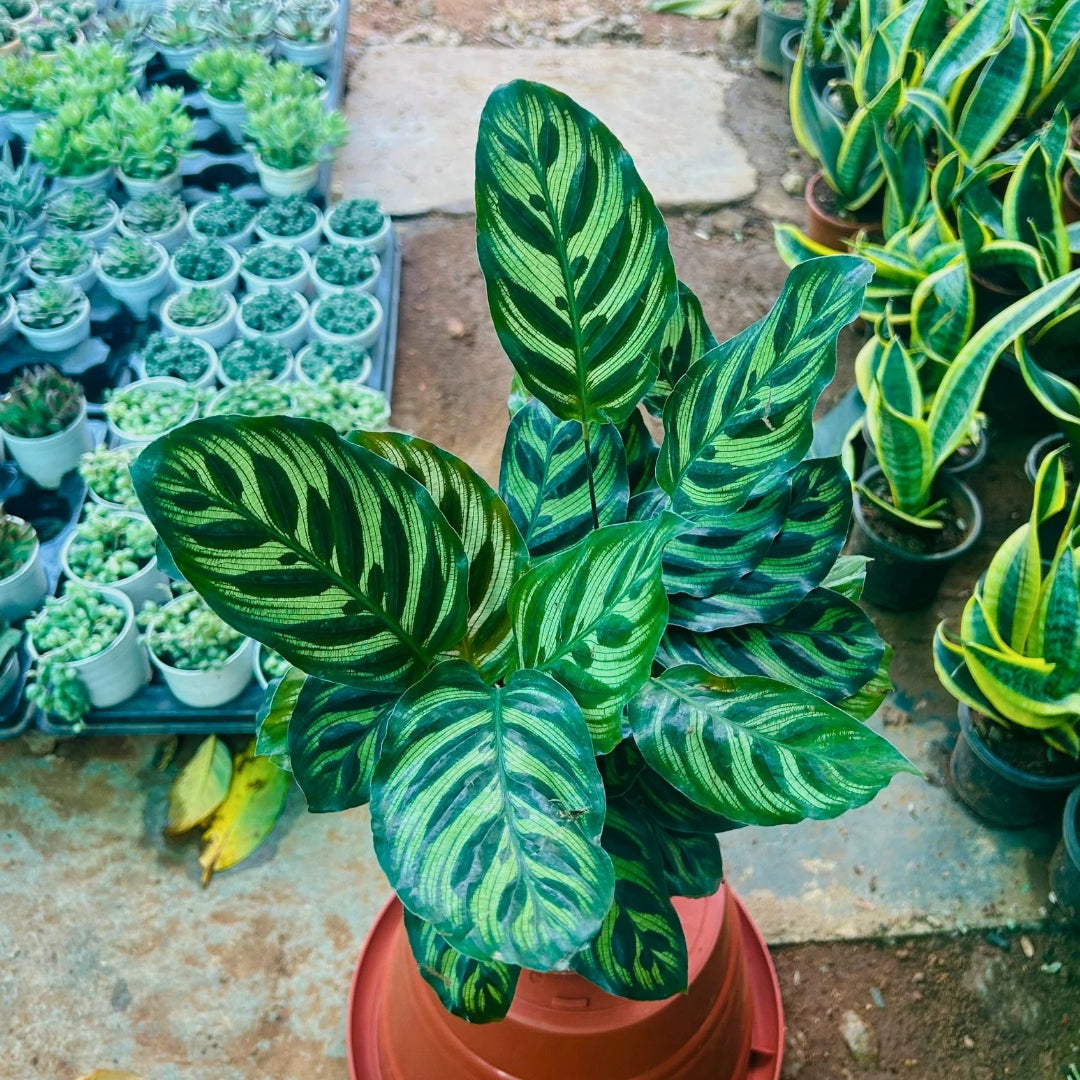 Calathea Makoyana