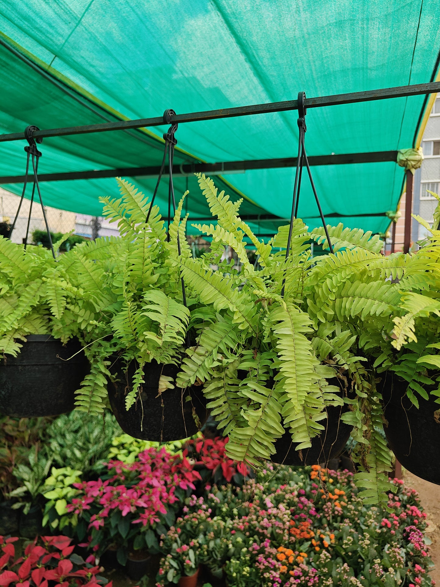 Fern Green Hanging