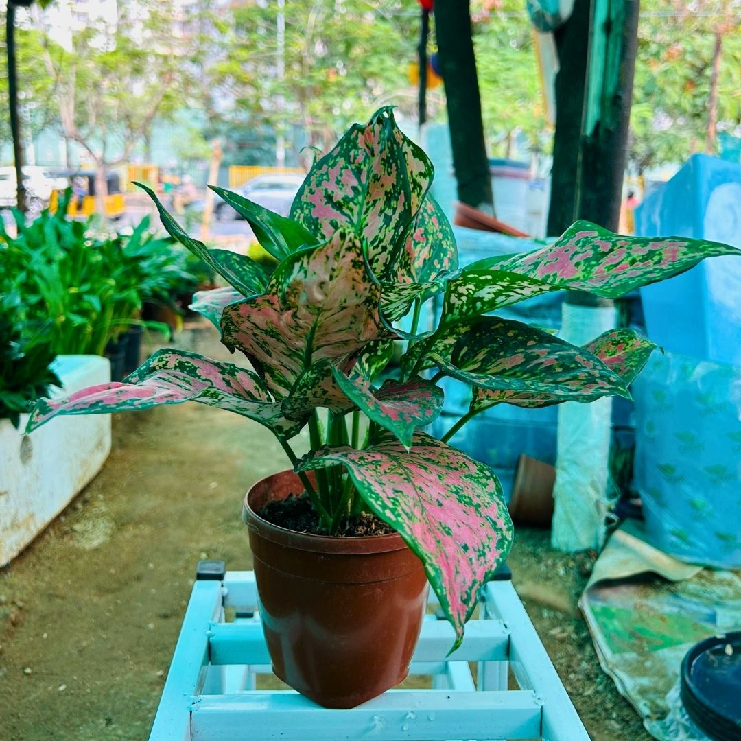 Agalonema Red