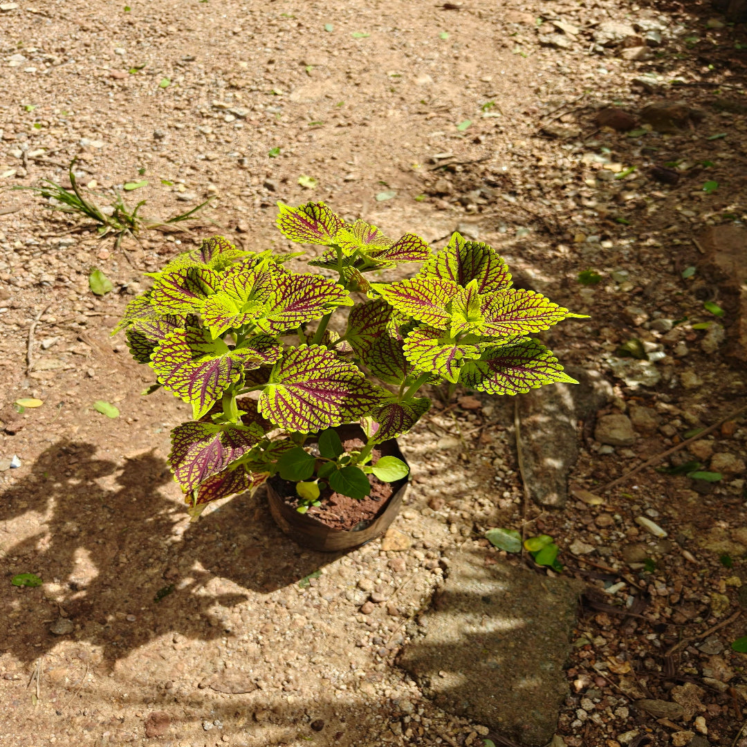 Coleus ( Mixed Colour )