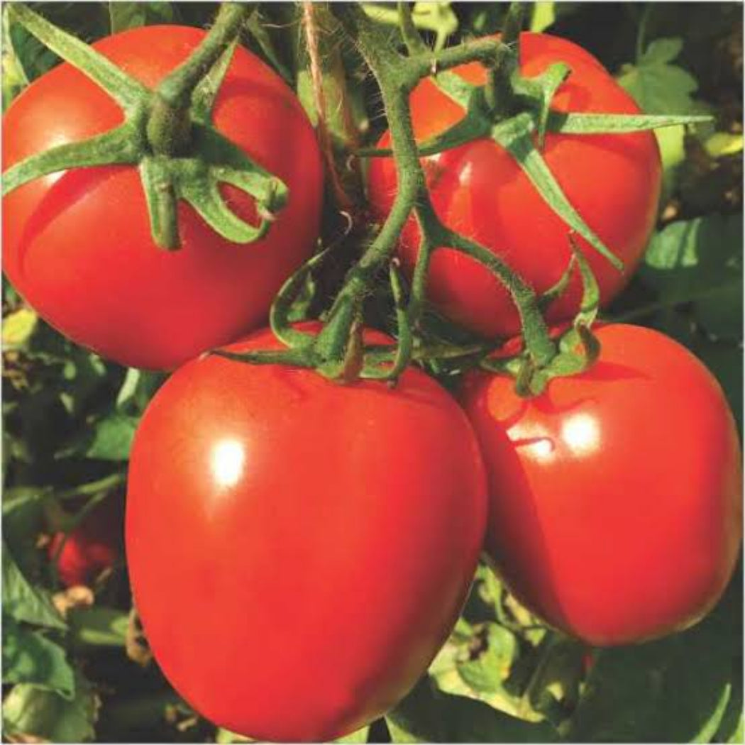 Tomato Seeds