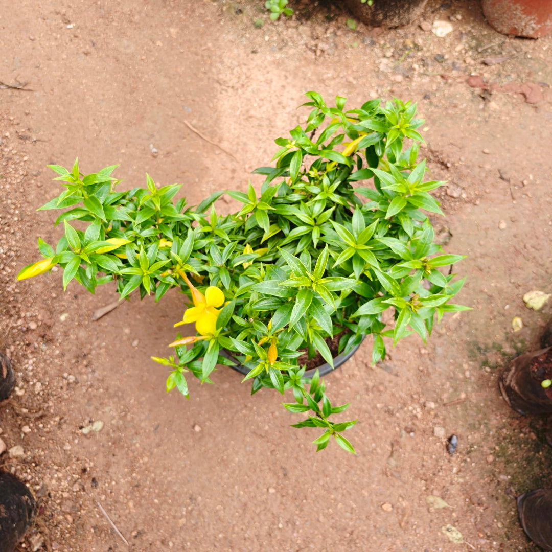 Allamanda Plant