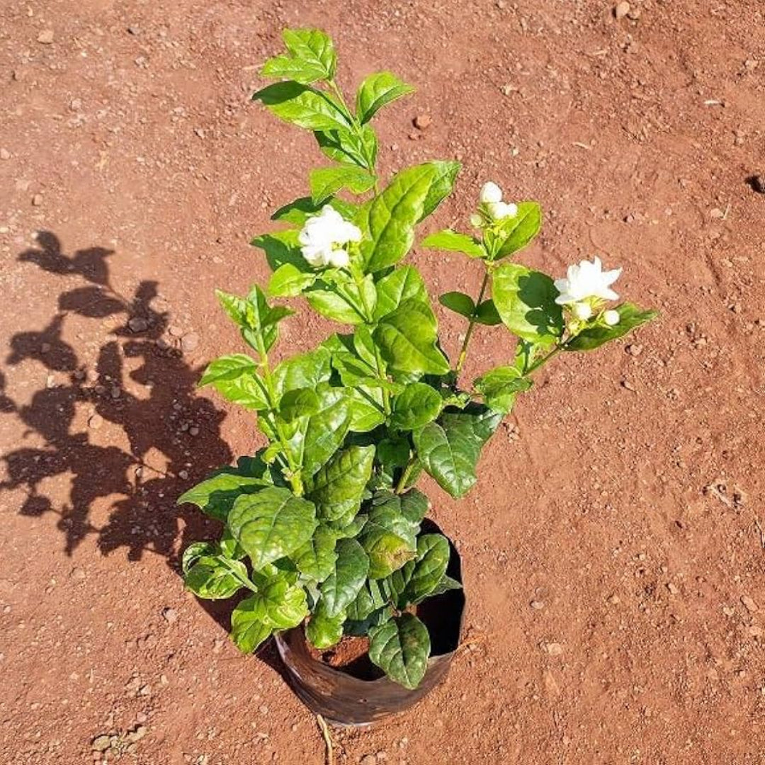 Jasmine Plant