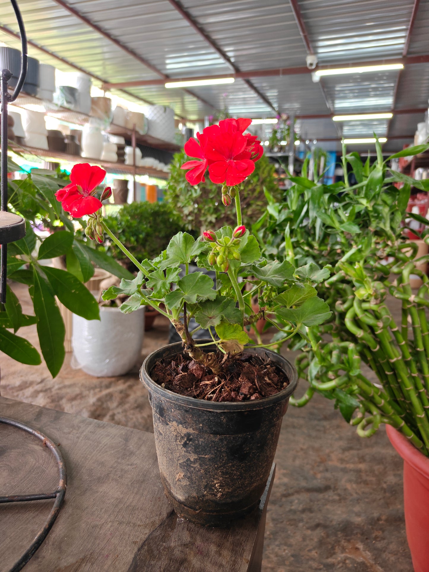 Geranium