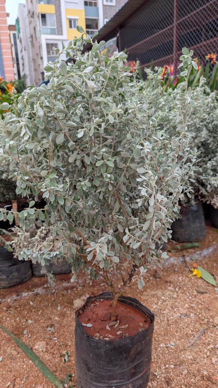 Nikotia ( Lecuphyllum )