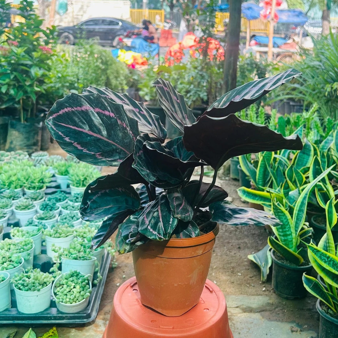Calathea Dottie