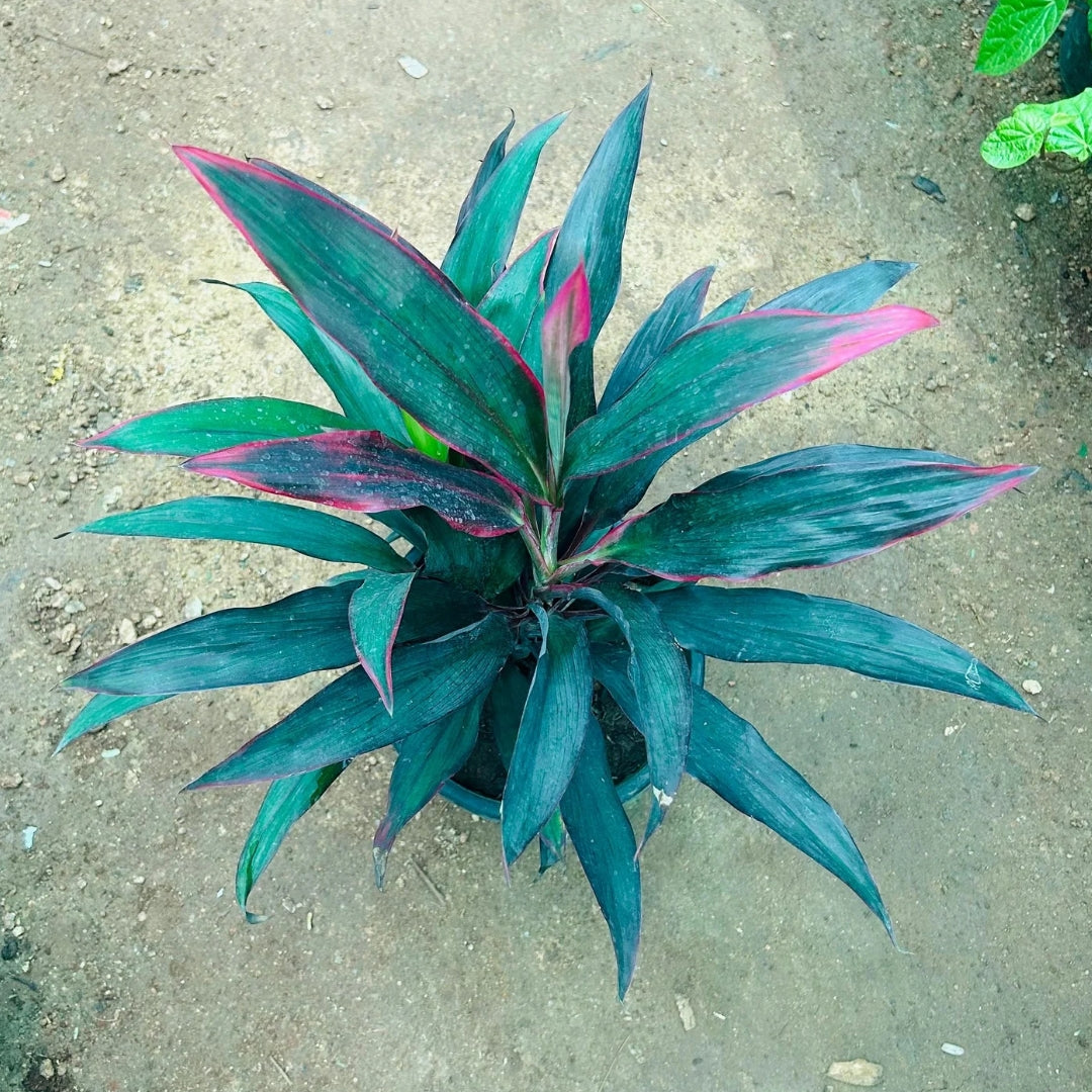 Dracaena Cordyline Red sister