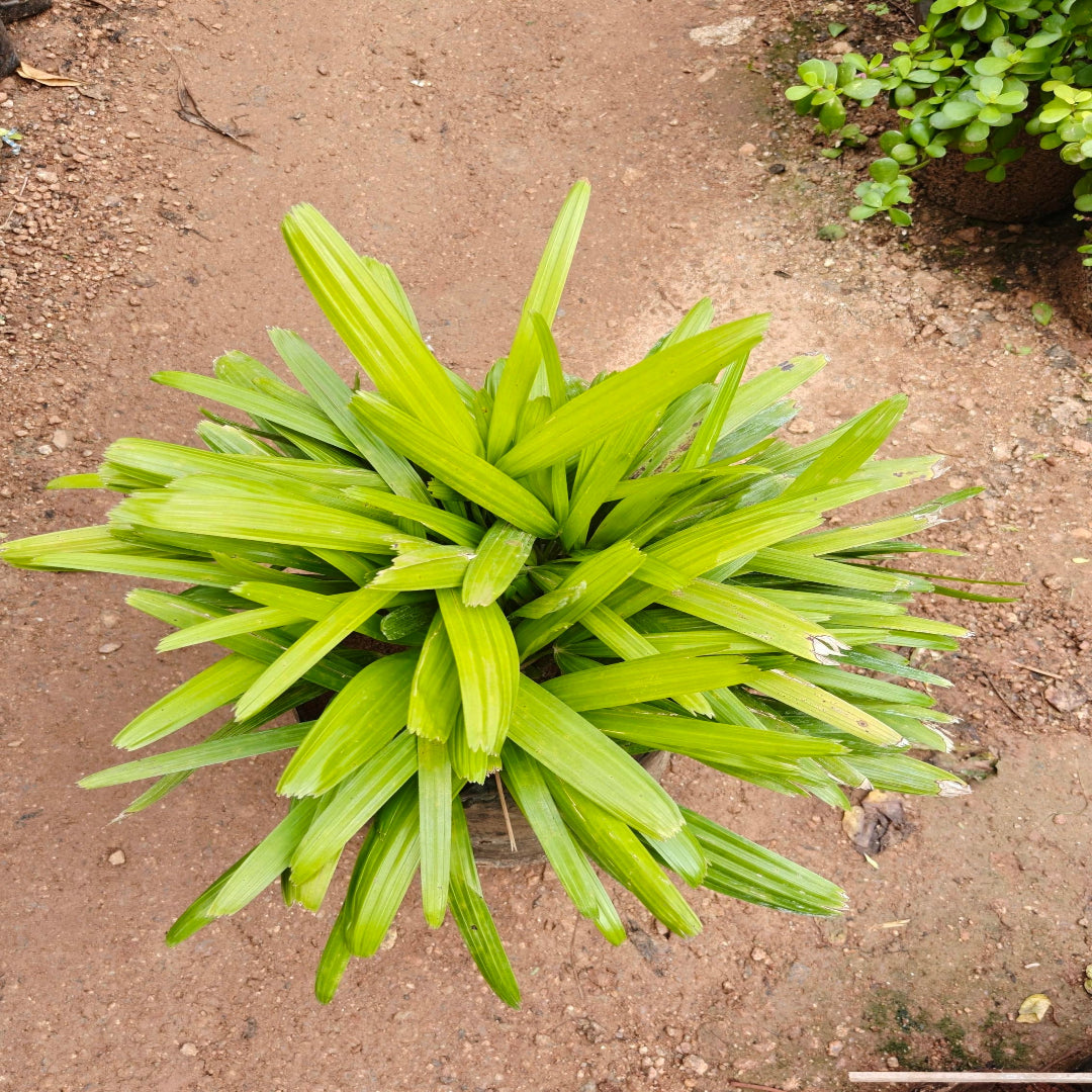 Raphis Palm